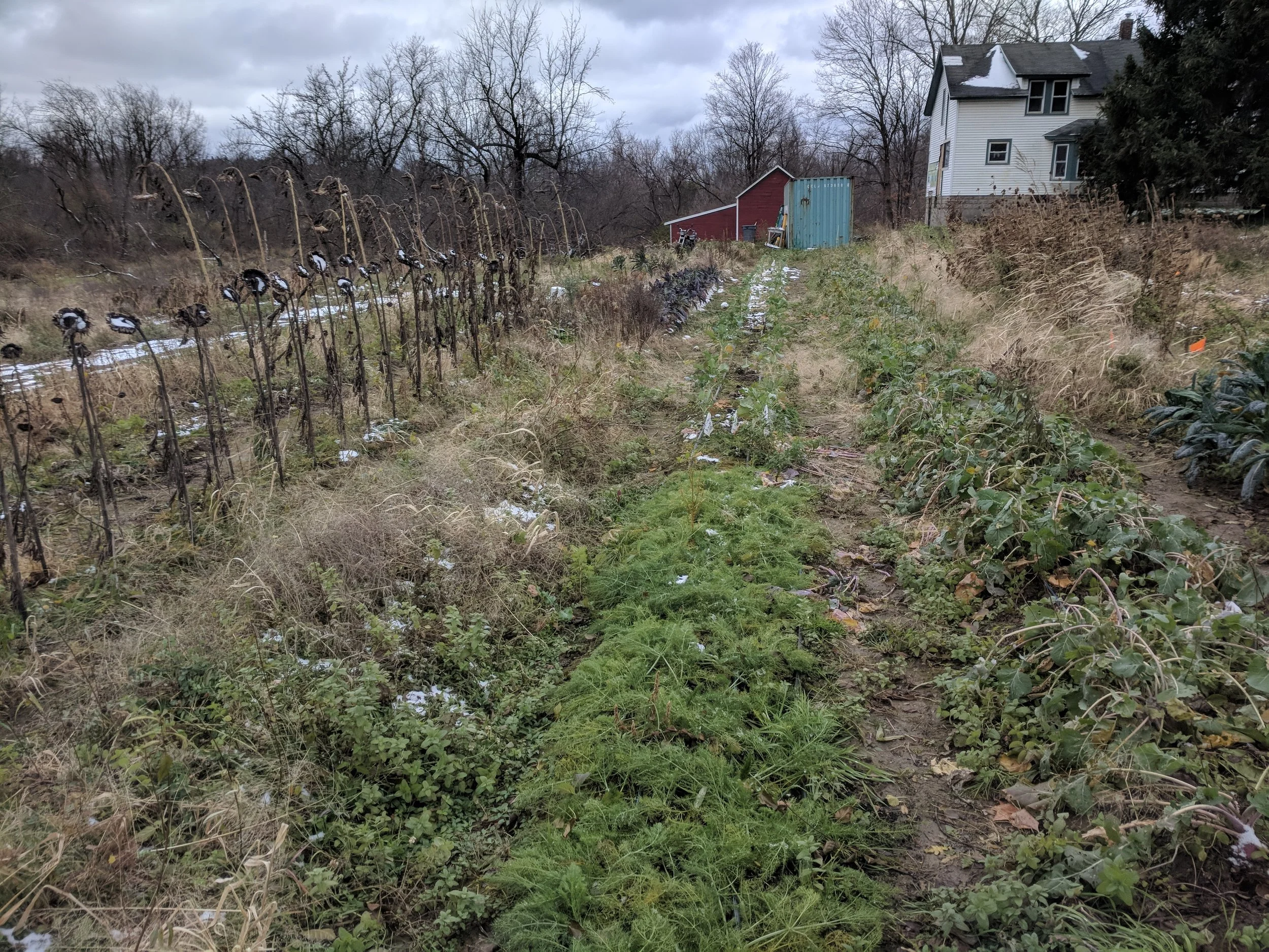 Overgrown garden plot with dried sunflower stalks, green ground cover, and a distant house with overcast sky