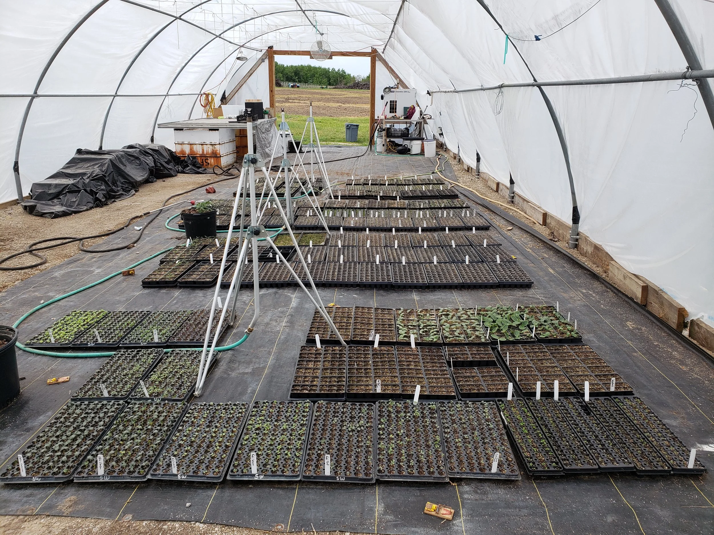 Interior of a greenhouse with seedlings in trays