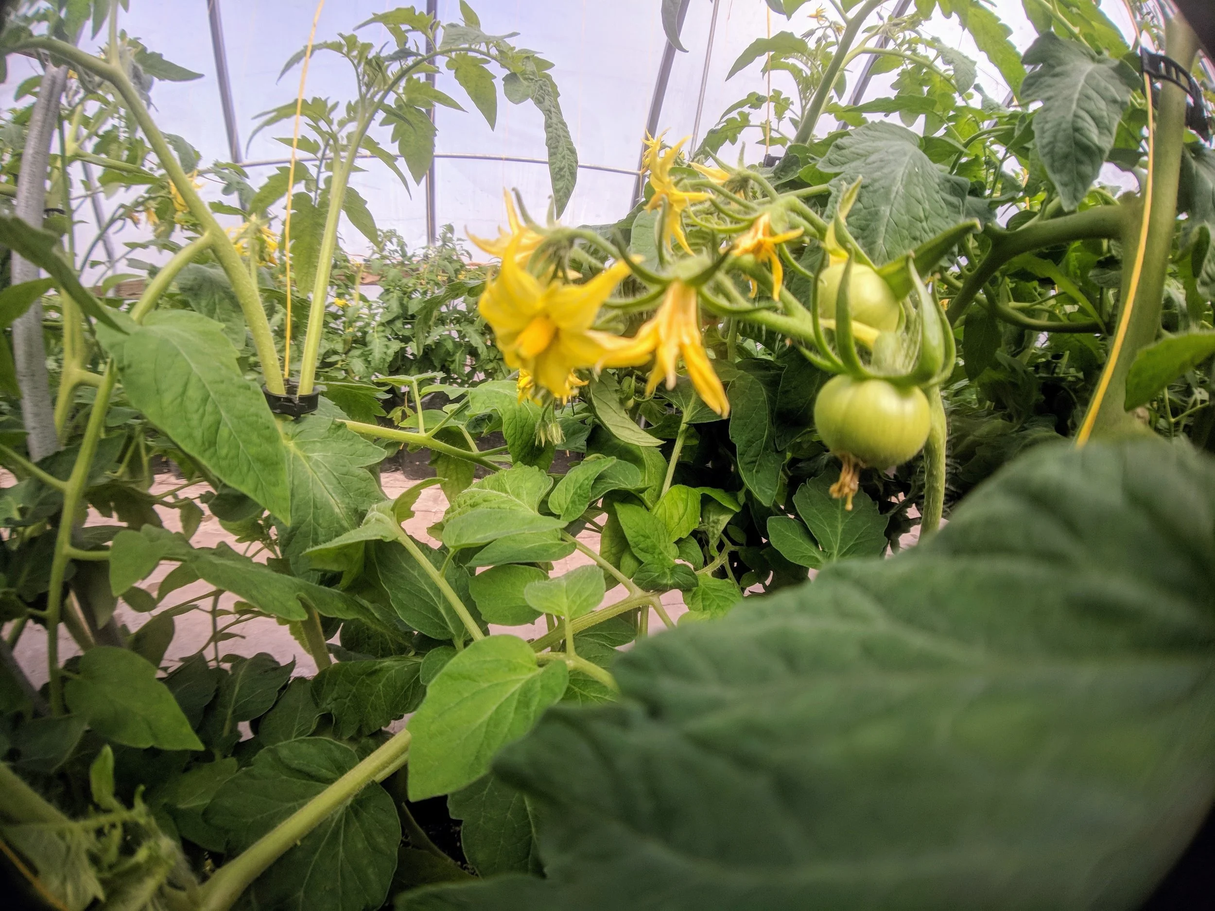 Close-up of green tomato plants with yellow flowers and unripe tomatoes in a greenhouse.
