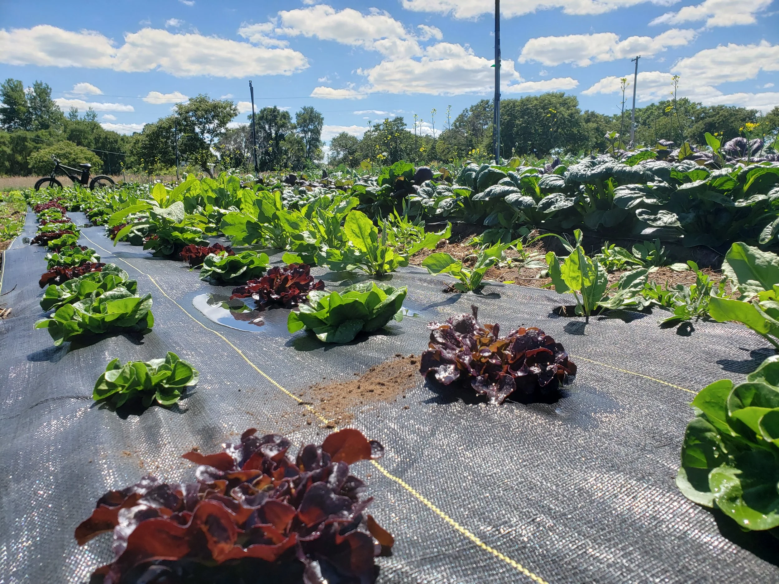 Rows of lettuce and leafy greens growing on a farm under a clear blue sky.