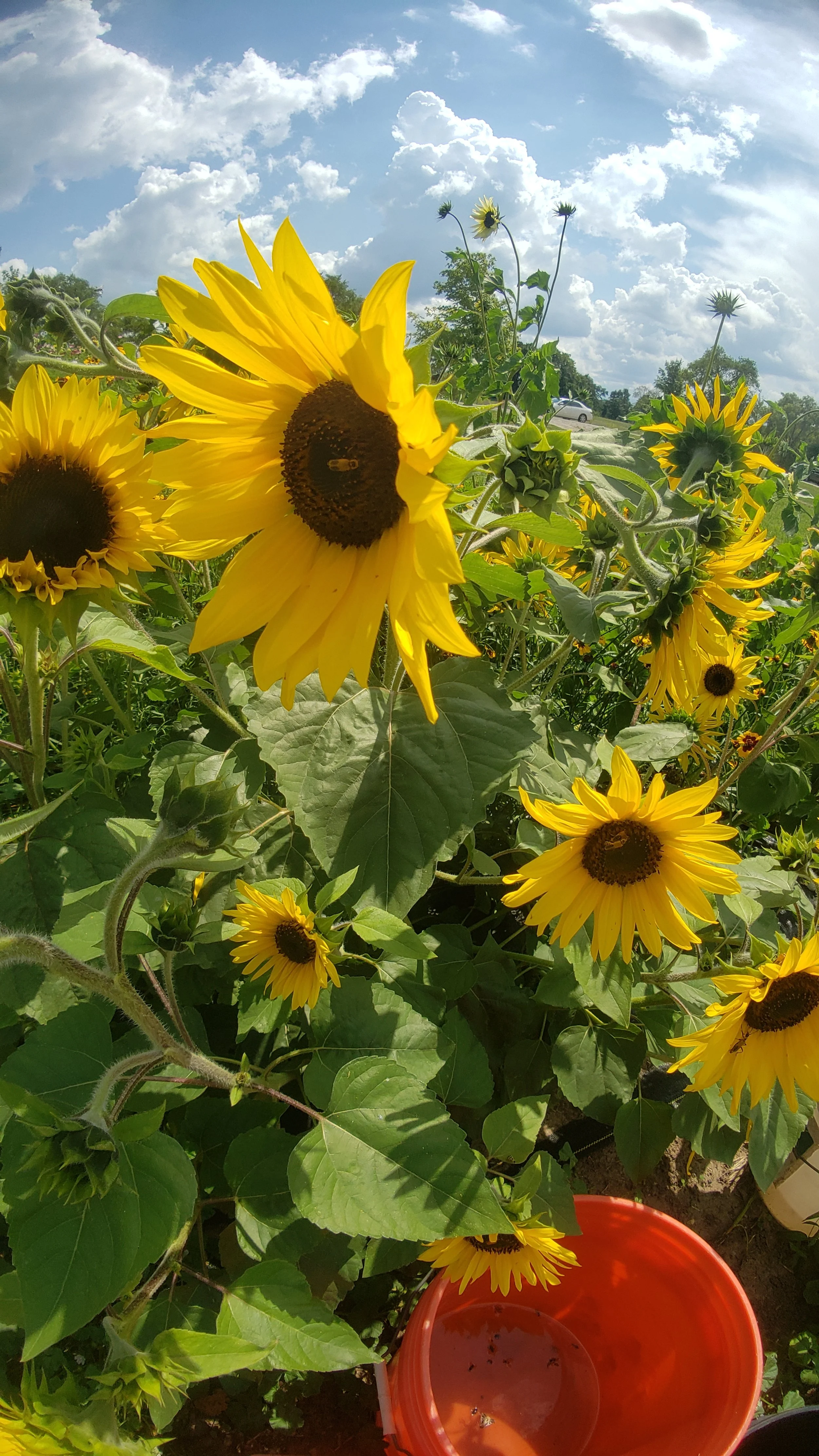 Sunflowers in a field under a blue sky with clouds, and an orange bucket nearby.