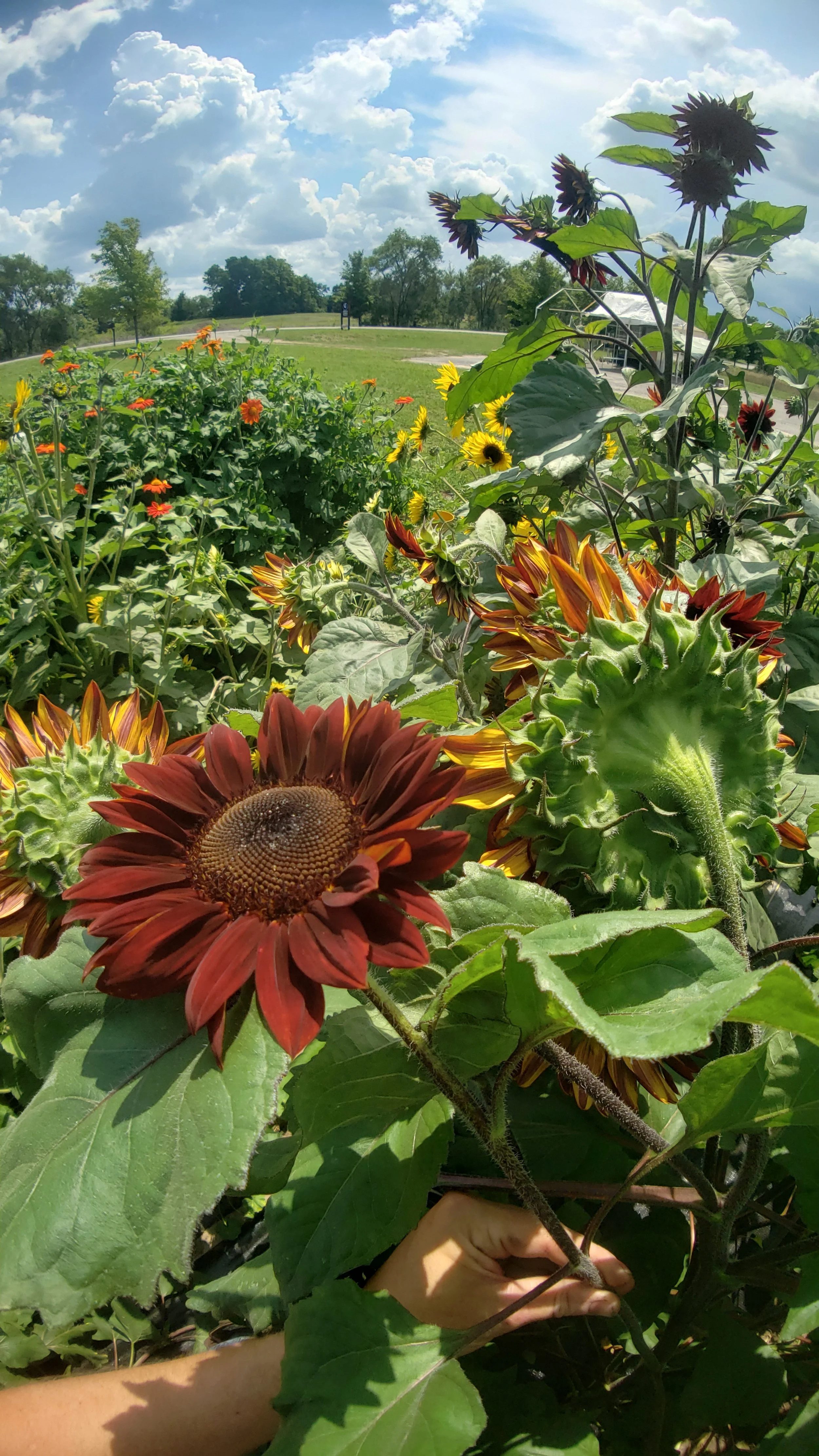Garden with red sunflowers, green leaves, and clear blue sky.