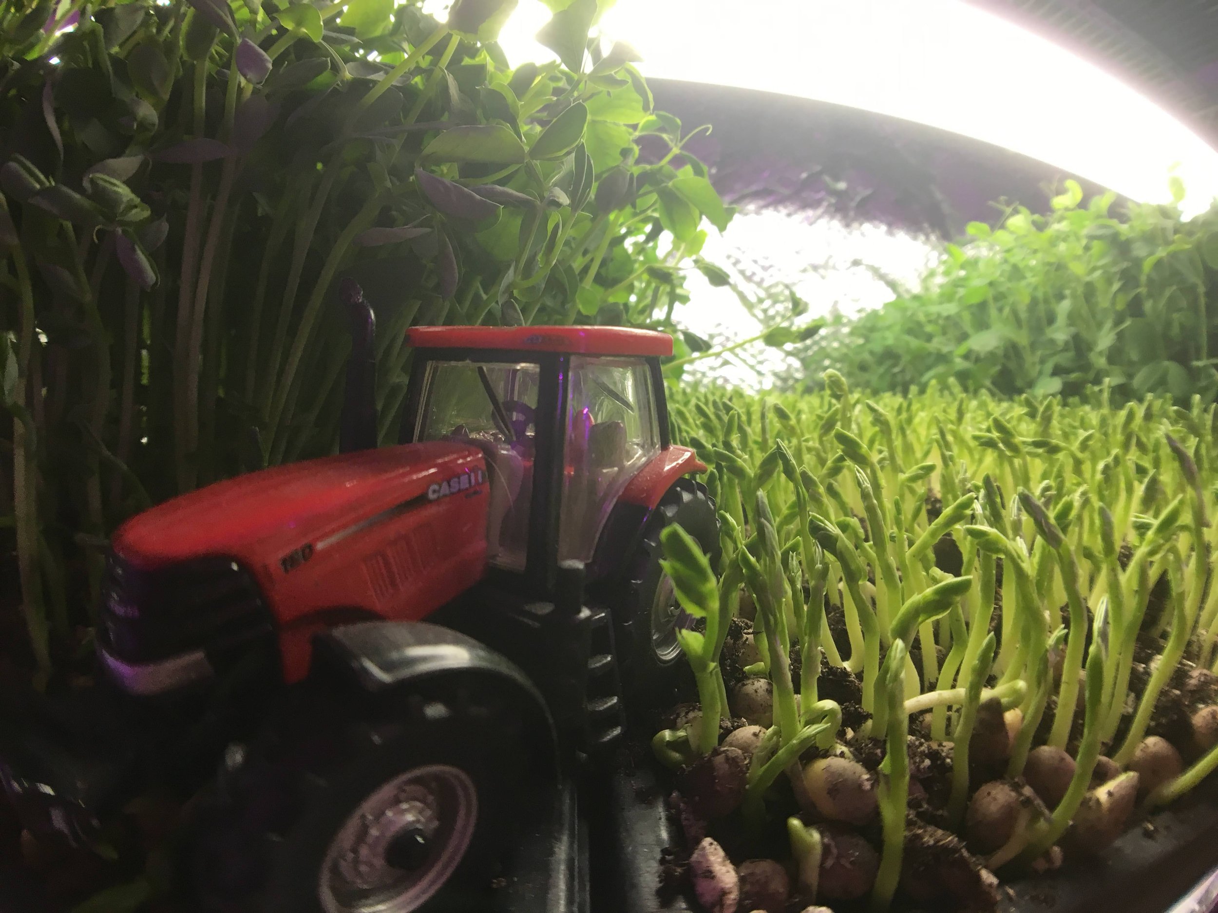 Miniature red toy tractor among growing green sprouts, under artificial lighting.