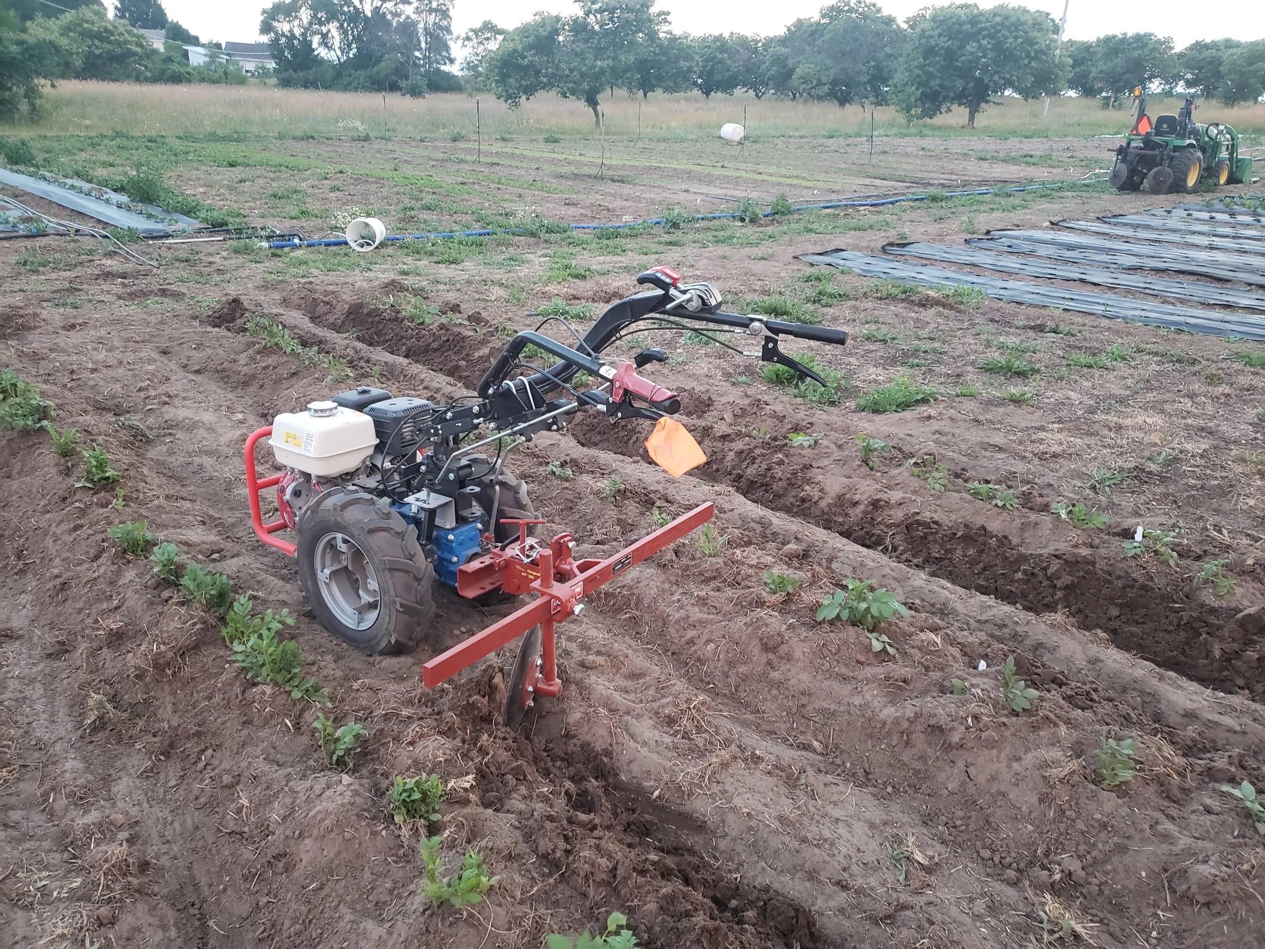 A motorized tiller in a field with crops and irrigation system.