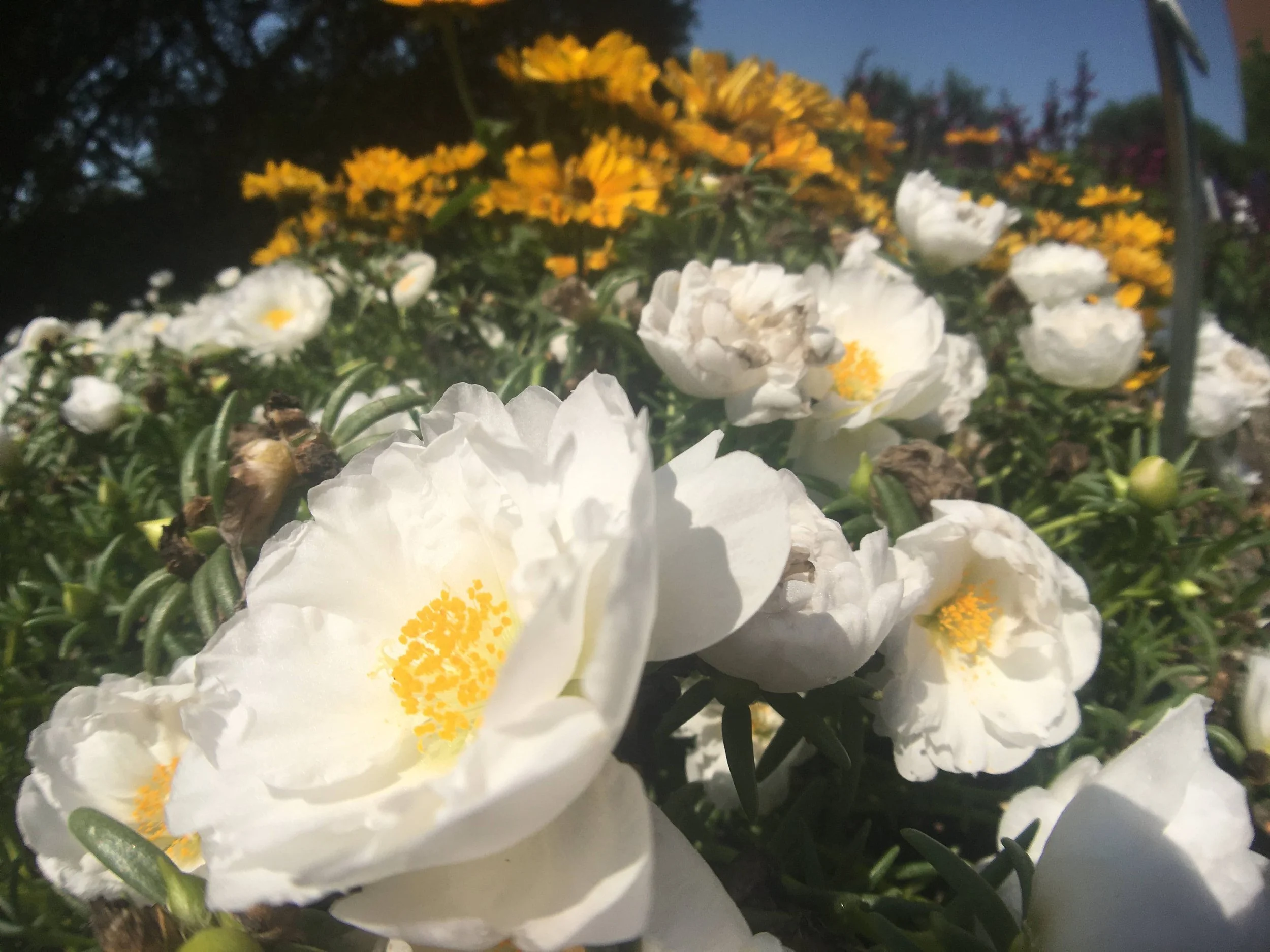 White and yellow flowers blooming in a garden under sunlight.