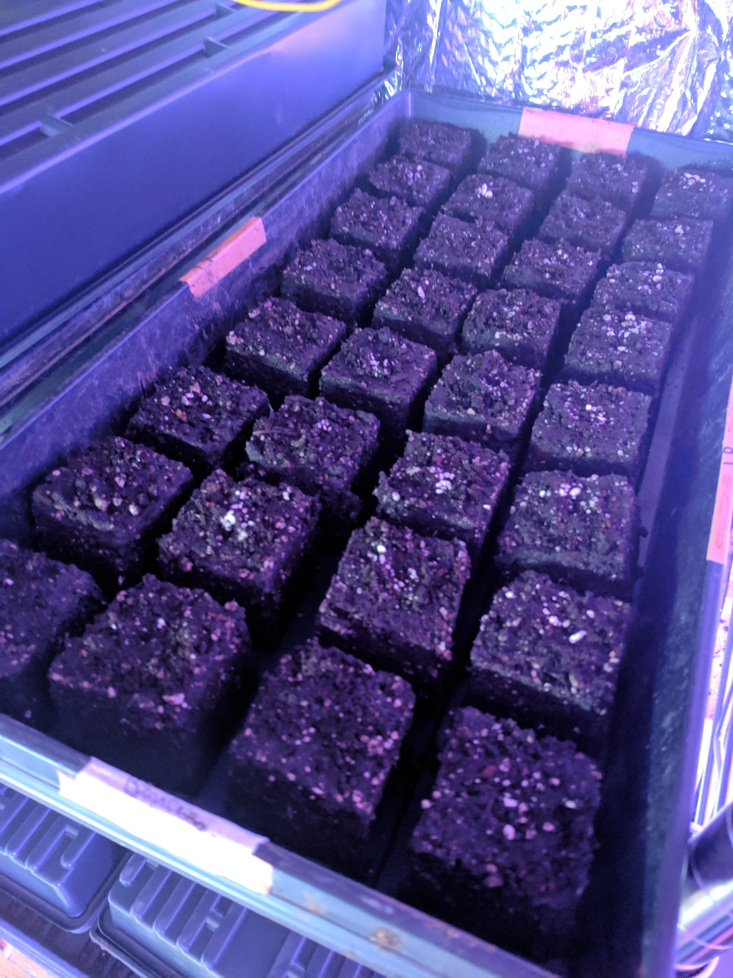 Close-up of a tray with rows of soil-filled cubes, likely for seed starting or growing plants indoors under artificial lighting.