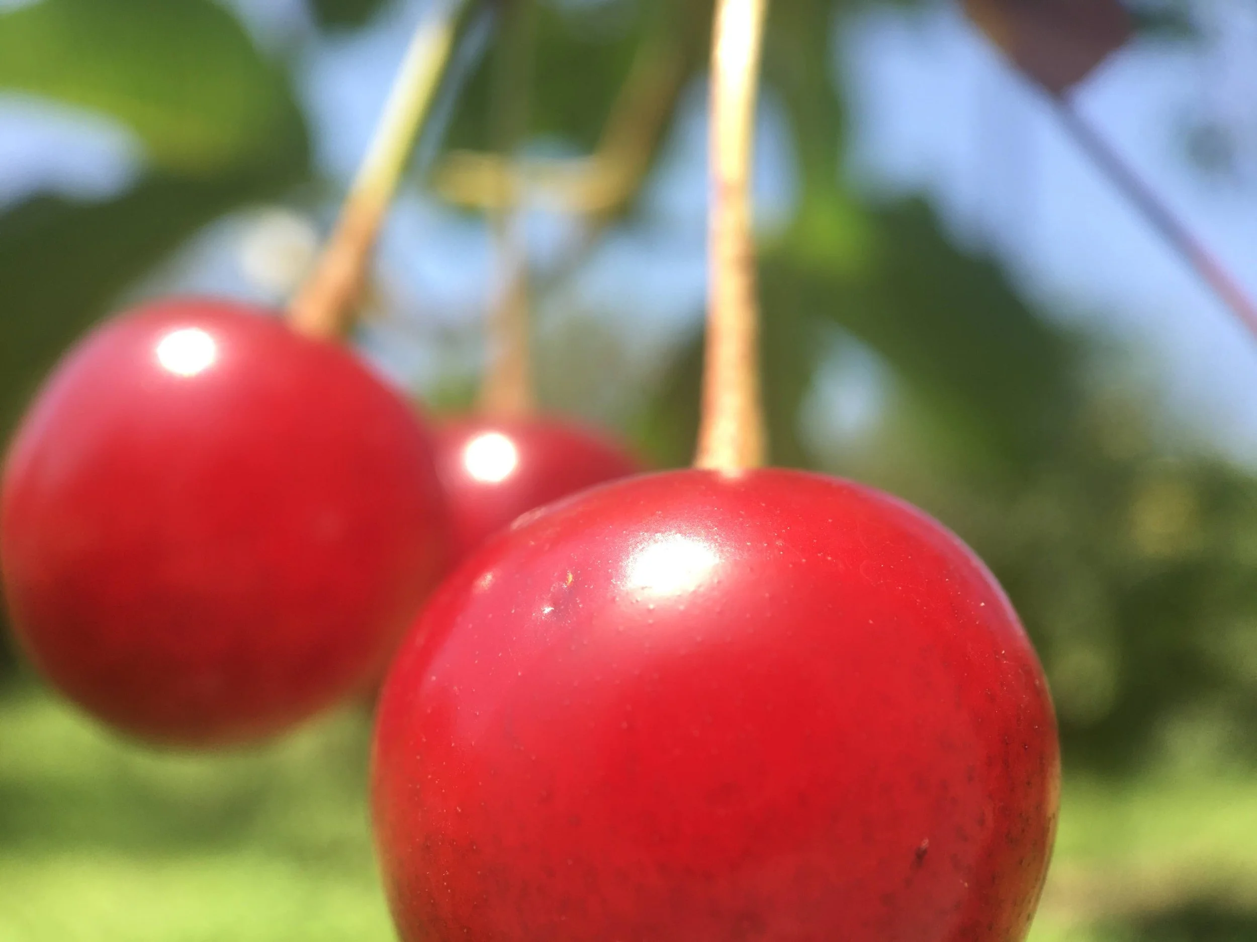 Close-up of ripe red cherries on a tree branch, with green leaves and a blurred background.