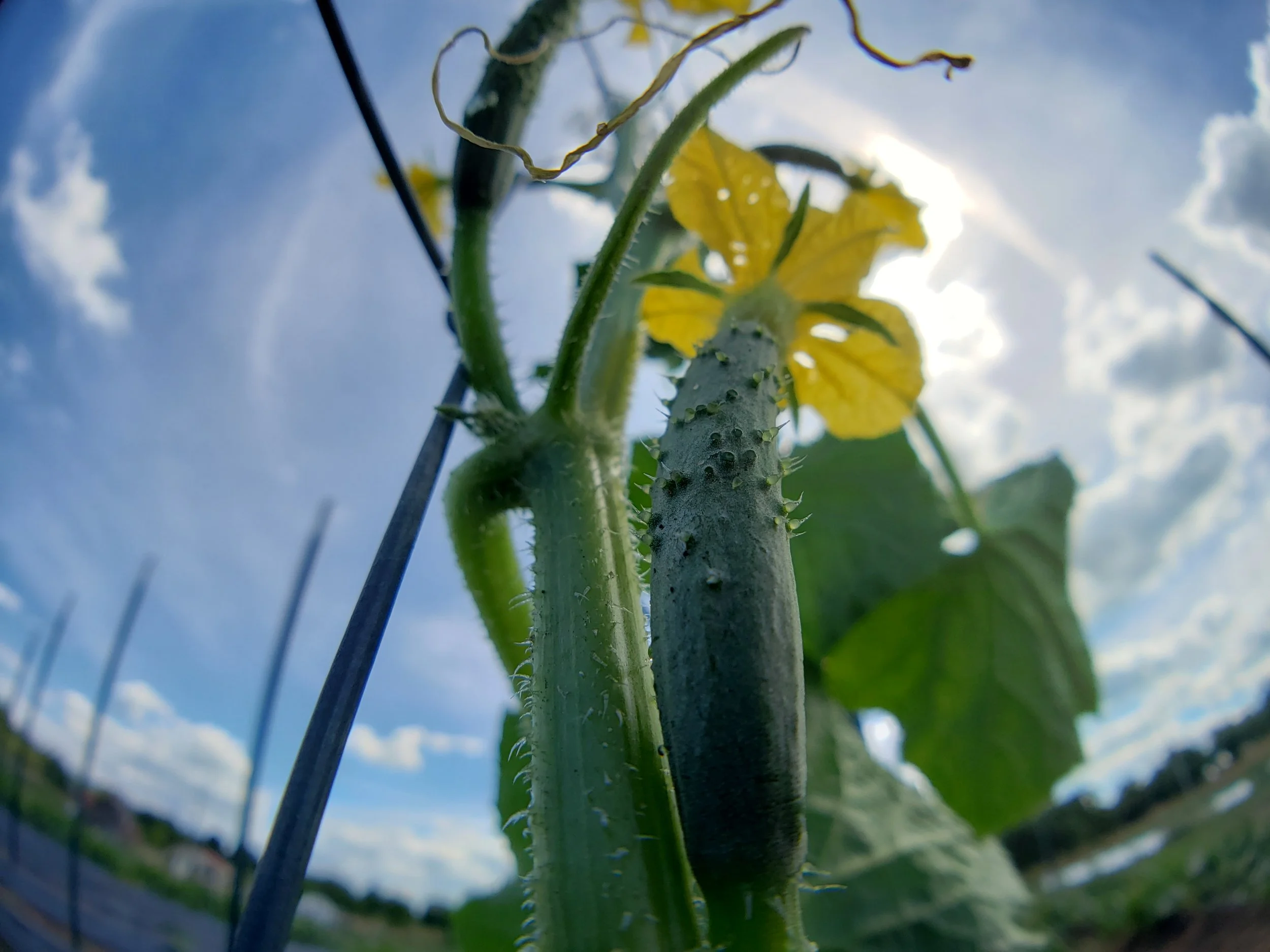 Close-up of a young cucumber growing on a vine with a yellow flower in a garden, under a partly cloudy sky.