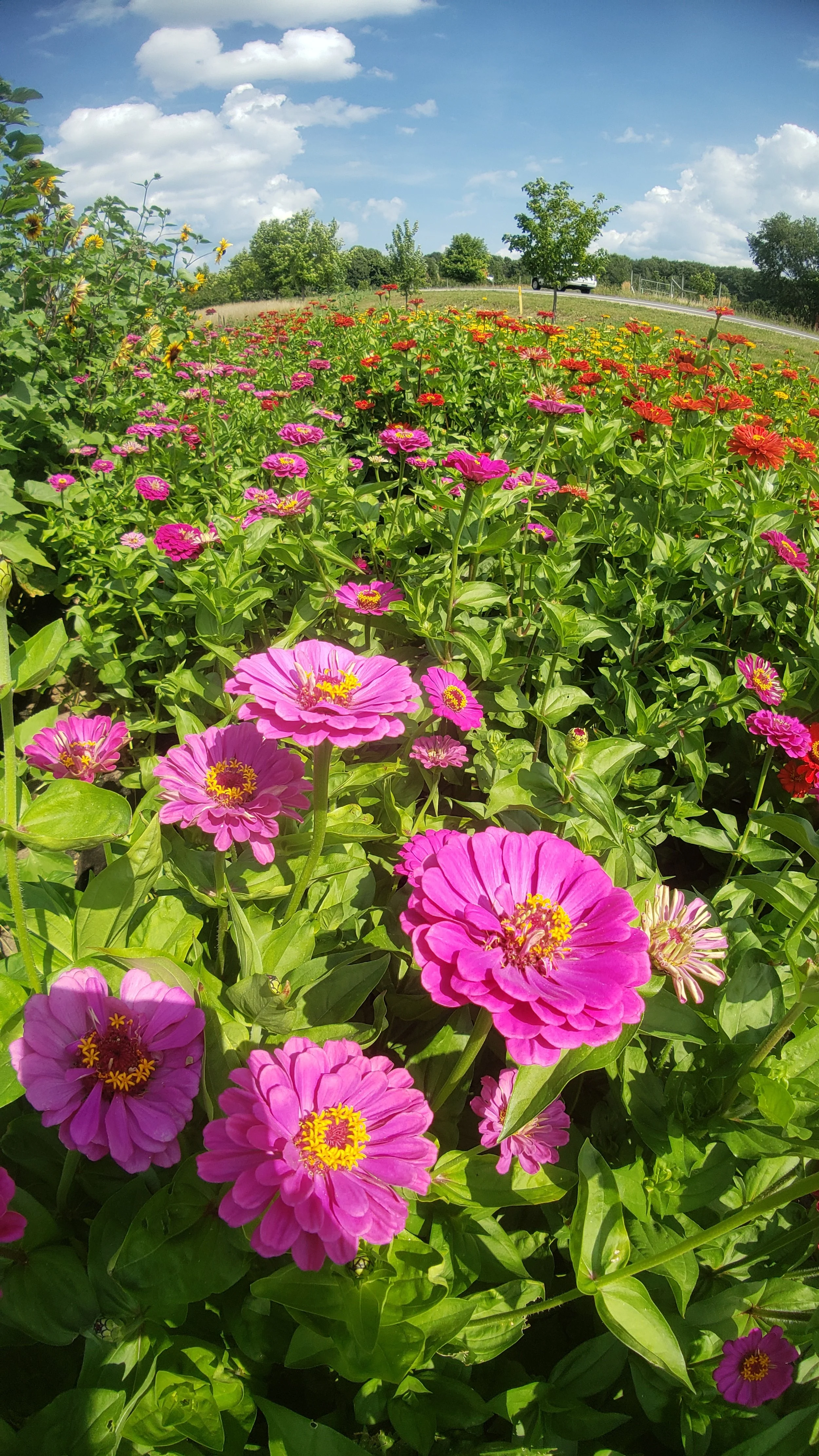 A vibrant garden with pink, purple, and orange zinnias under a blue sky with scattered clouds.