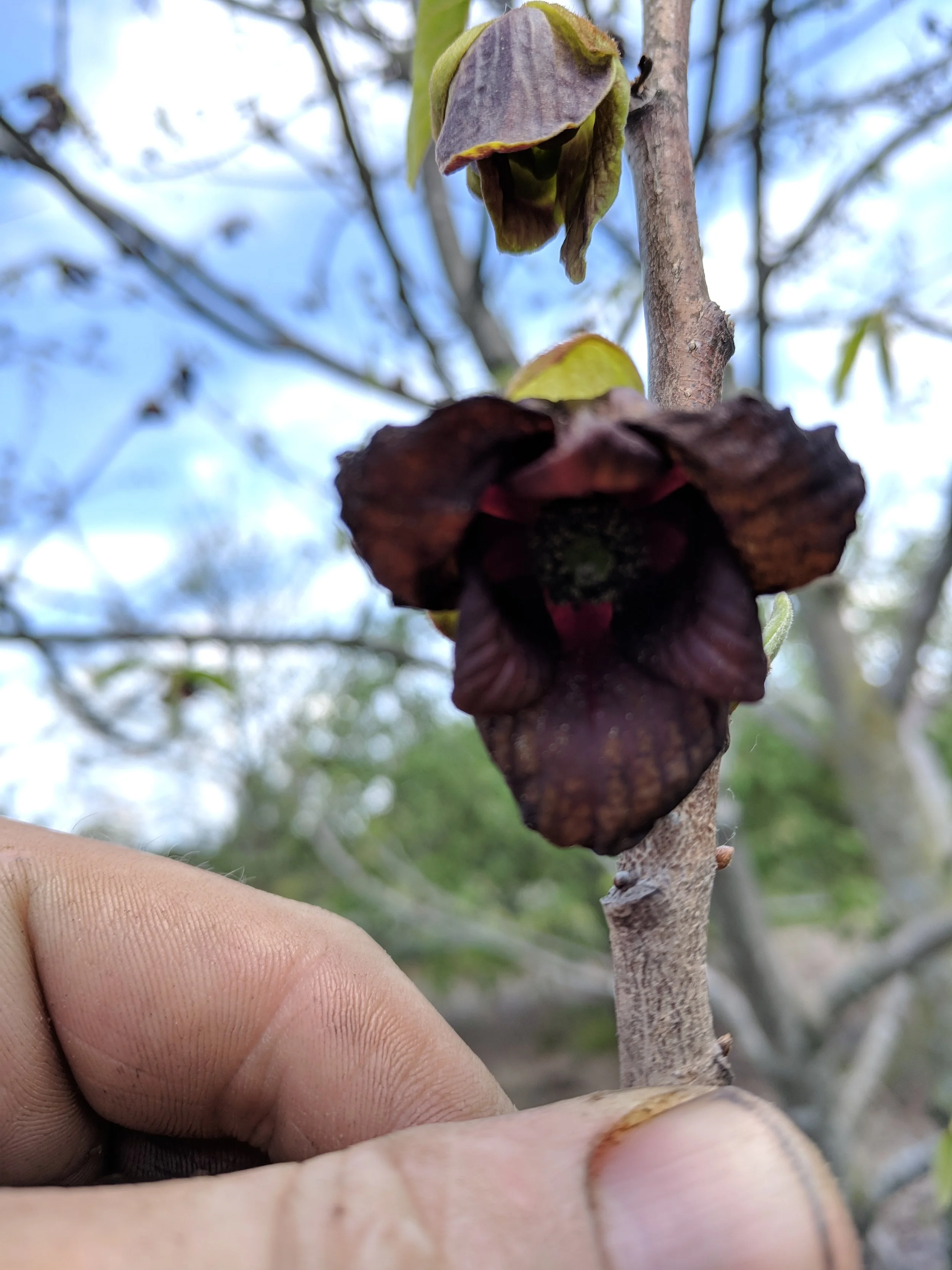 Close-up of a pawpaw flower on a tree branch, held by a person's hand.