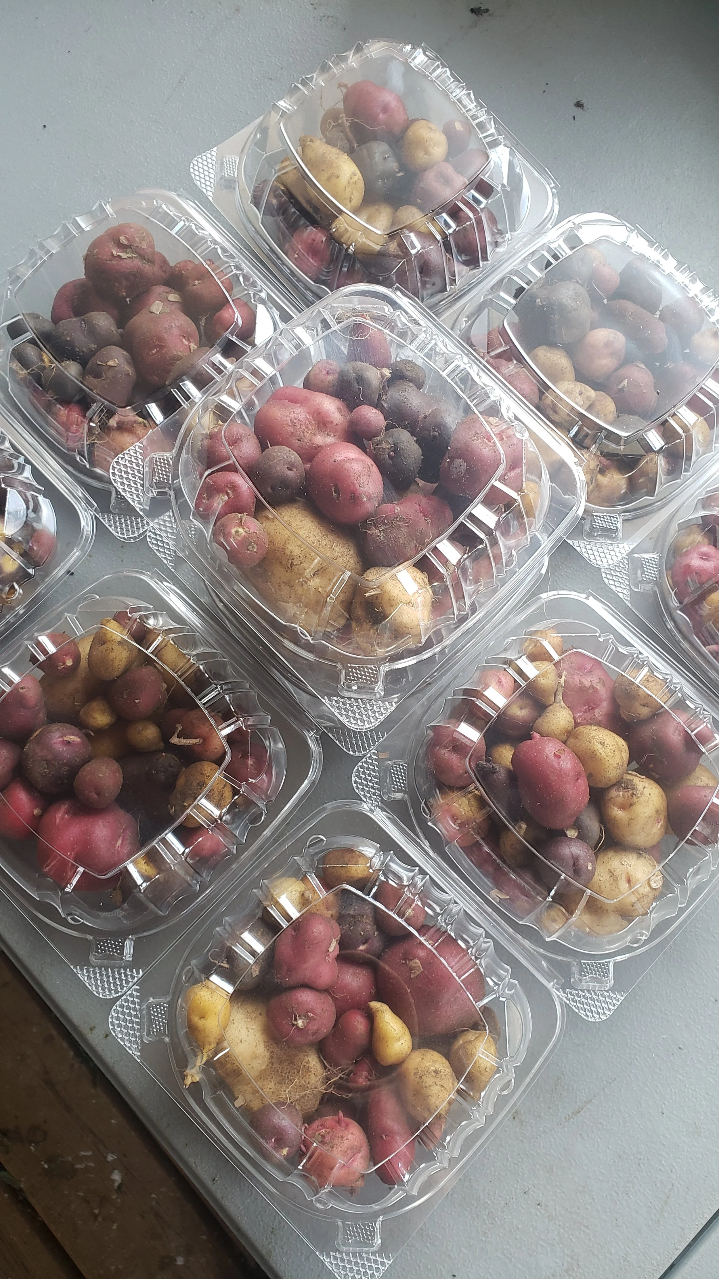 Containers of mixed potatoes with clear lids on a table.