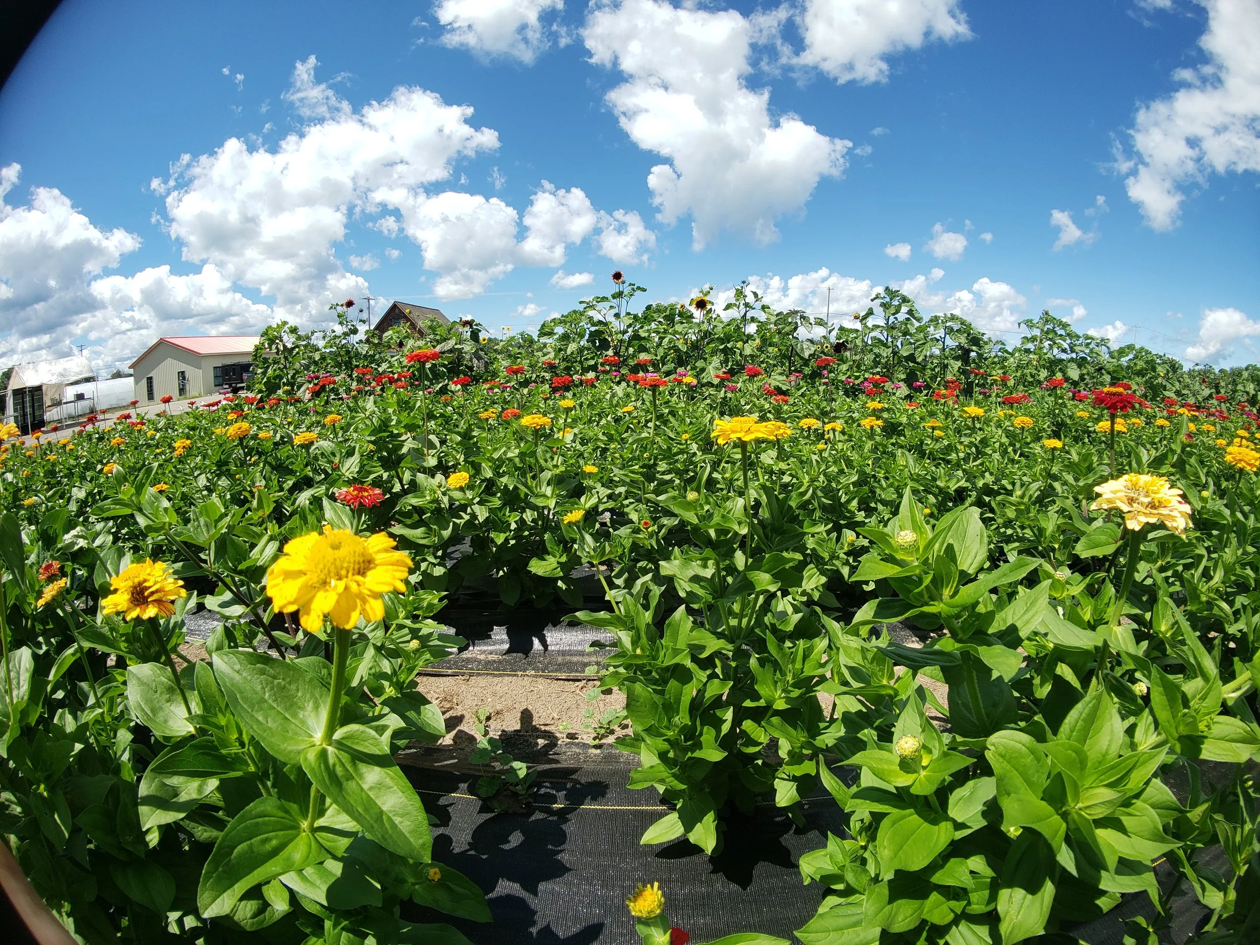 Field of colorful flowers with red, yellow, and orange blooms under a blue sky with clouds; farm buildings in the background.