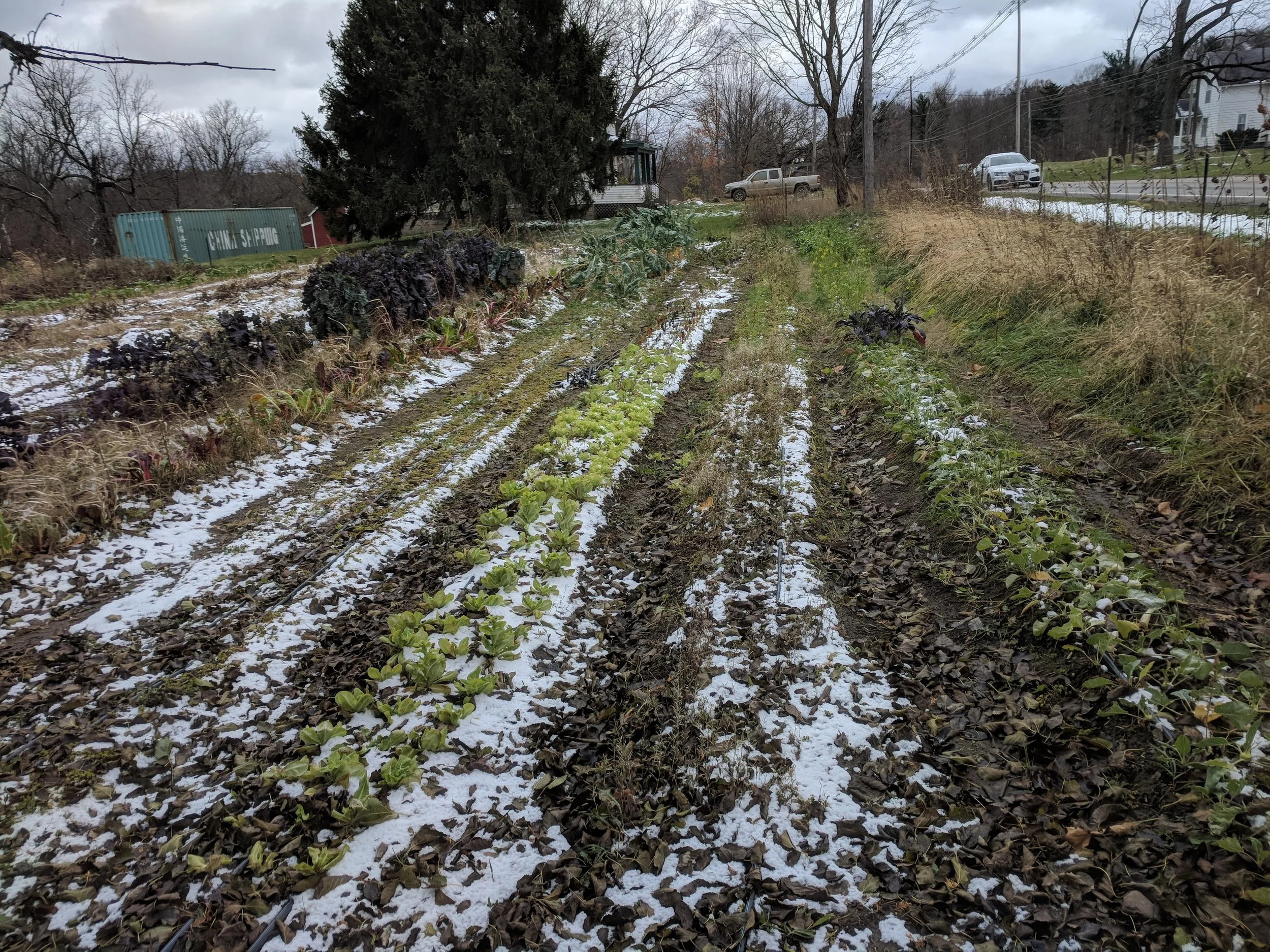 Snow-dusted community garden with rows of vegetables and a shipping container in the background.