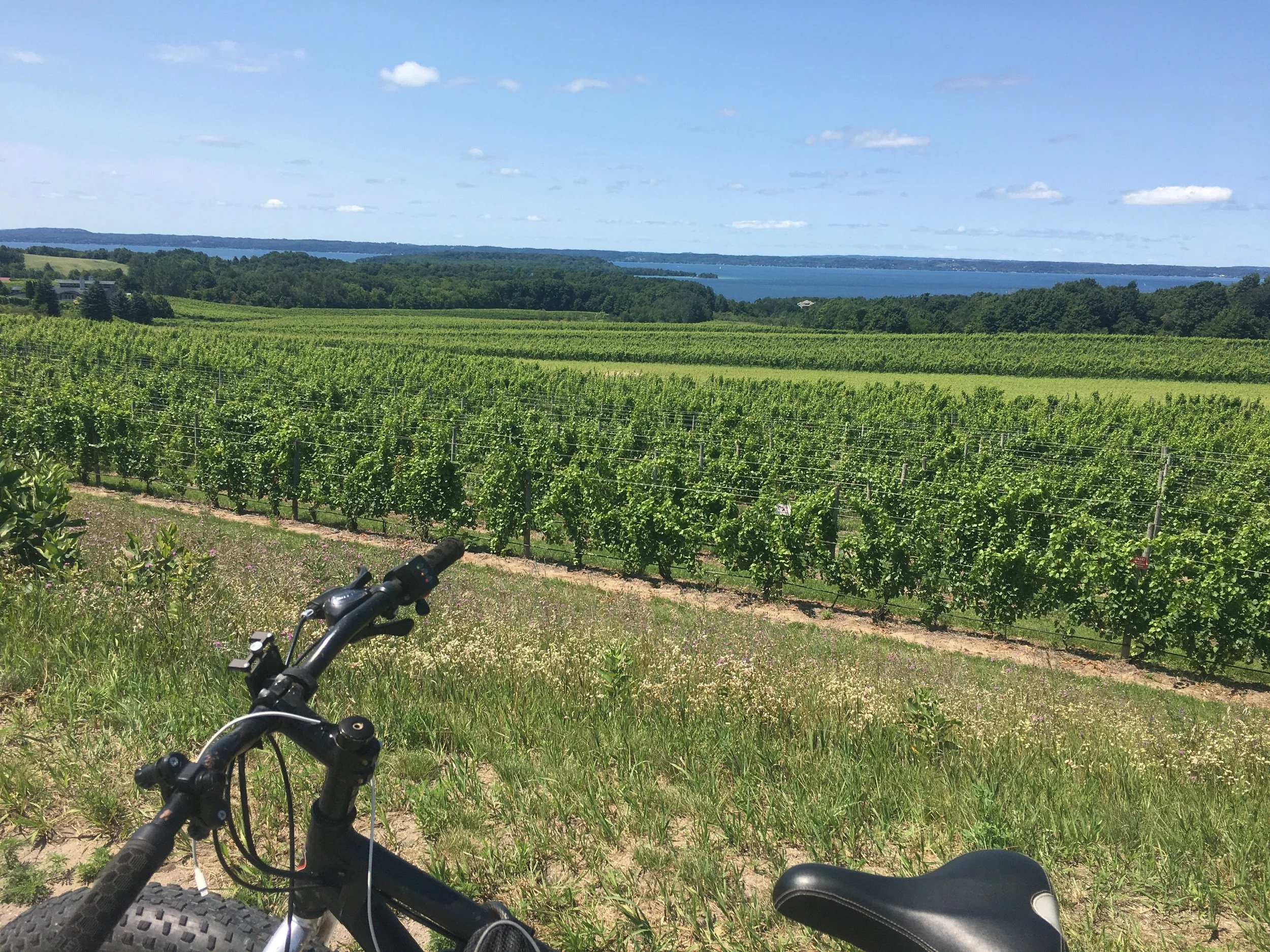 Vineyard landscape with bicycle in foreground and lake view in the distance.