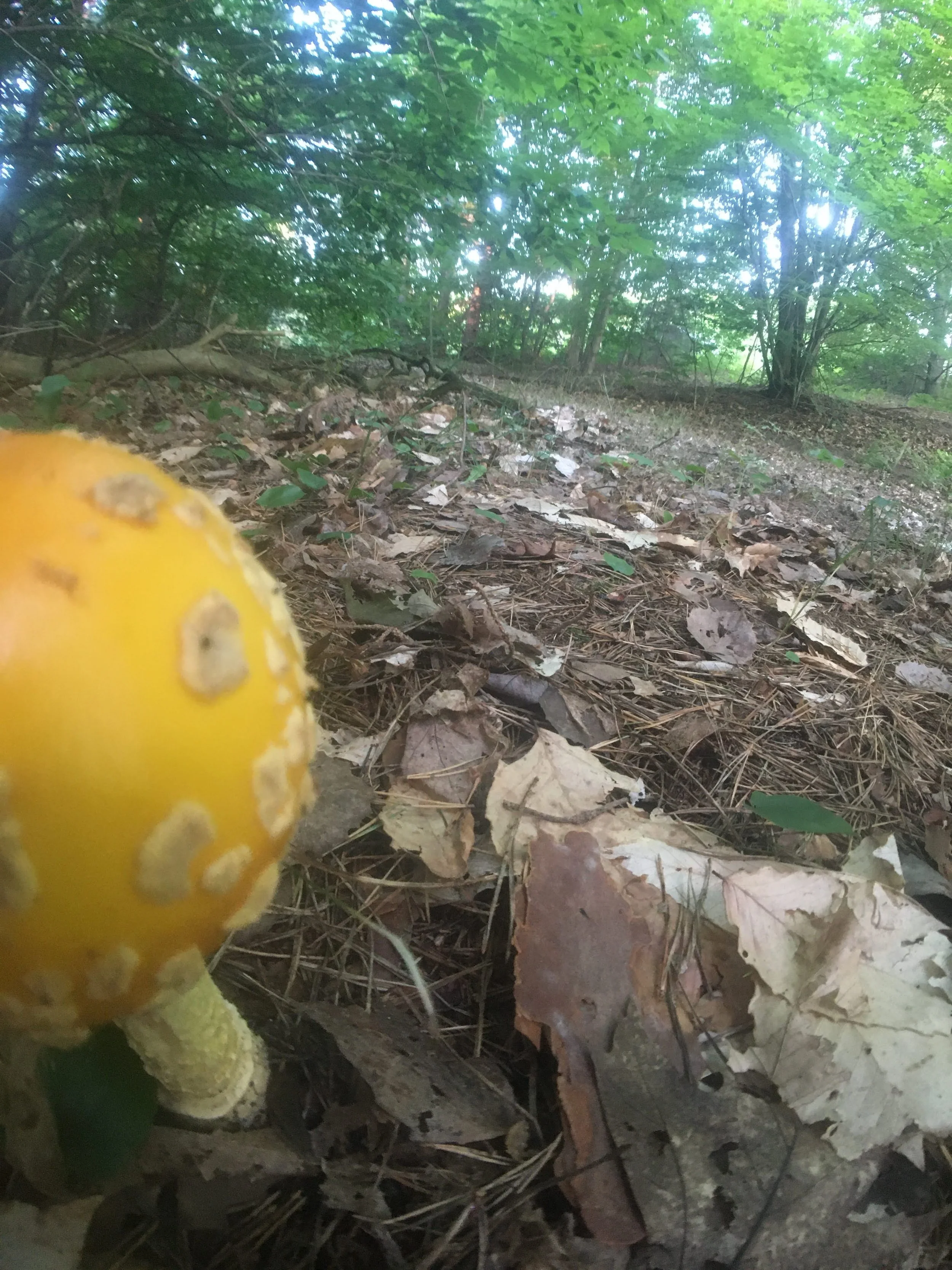 A yellow mushroom with white spots on a forest floor covered in dry leaves and pine needles, surrounded by green trees.