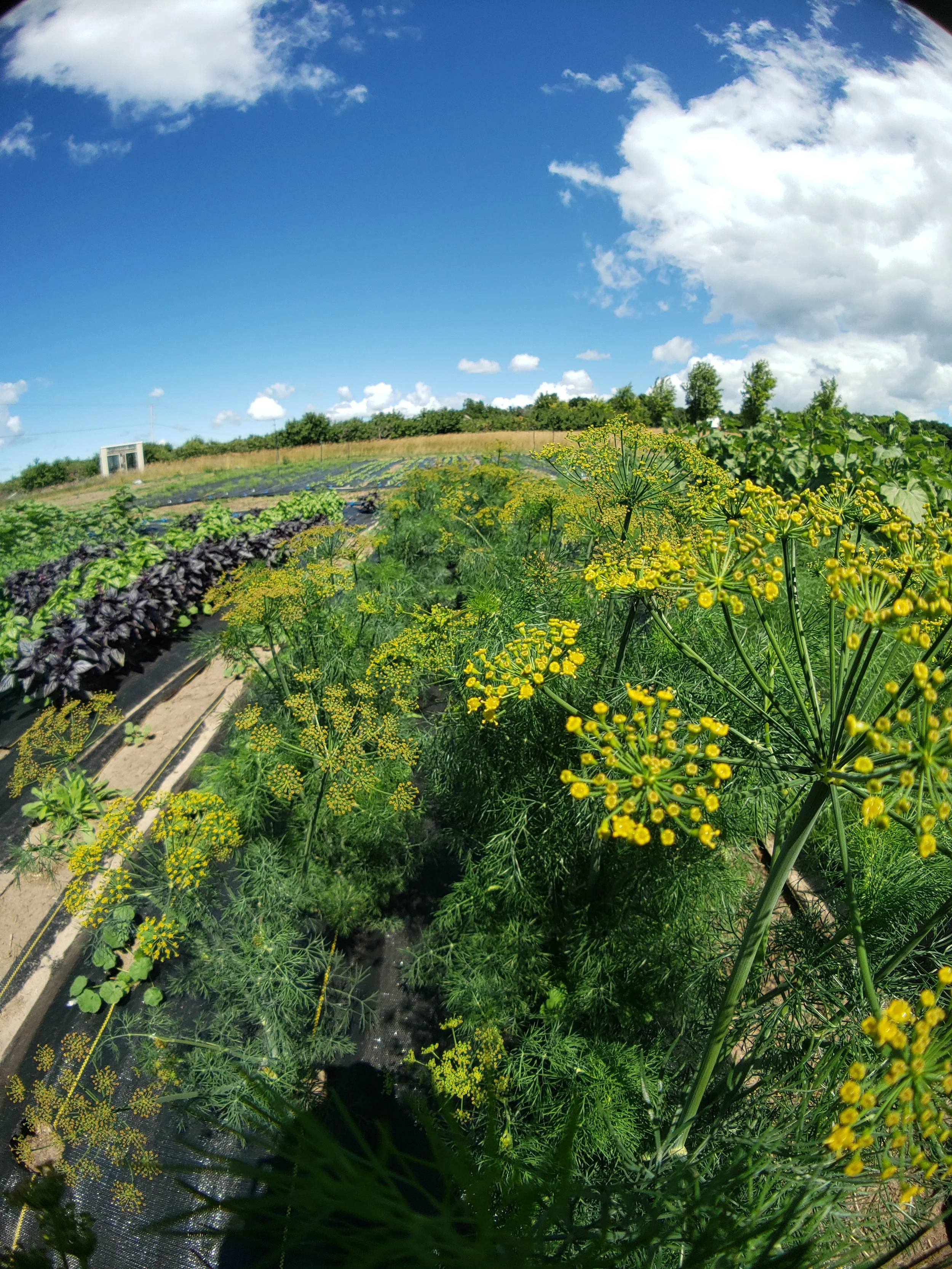 Lush green farm with rows of yellow-flowered plants under a clear blue sky with scattered clouds.