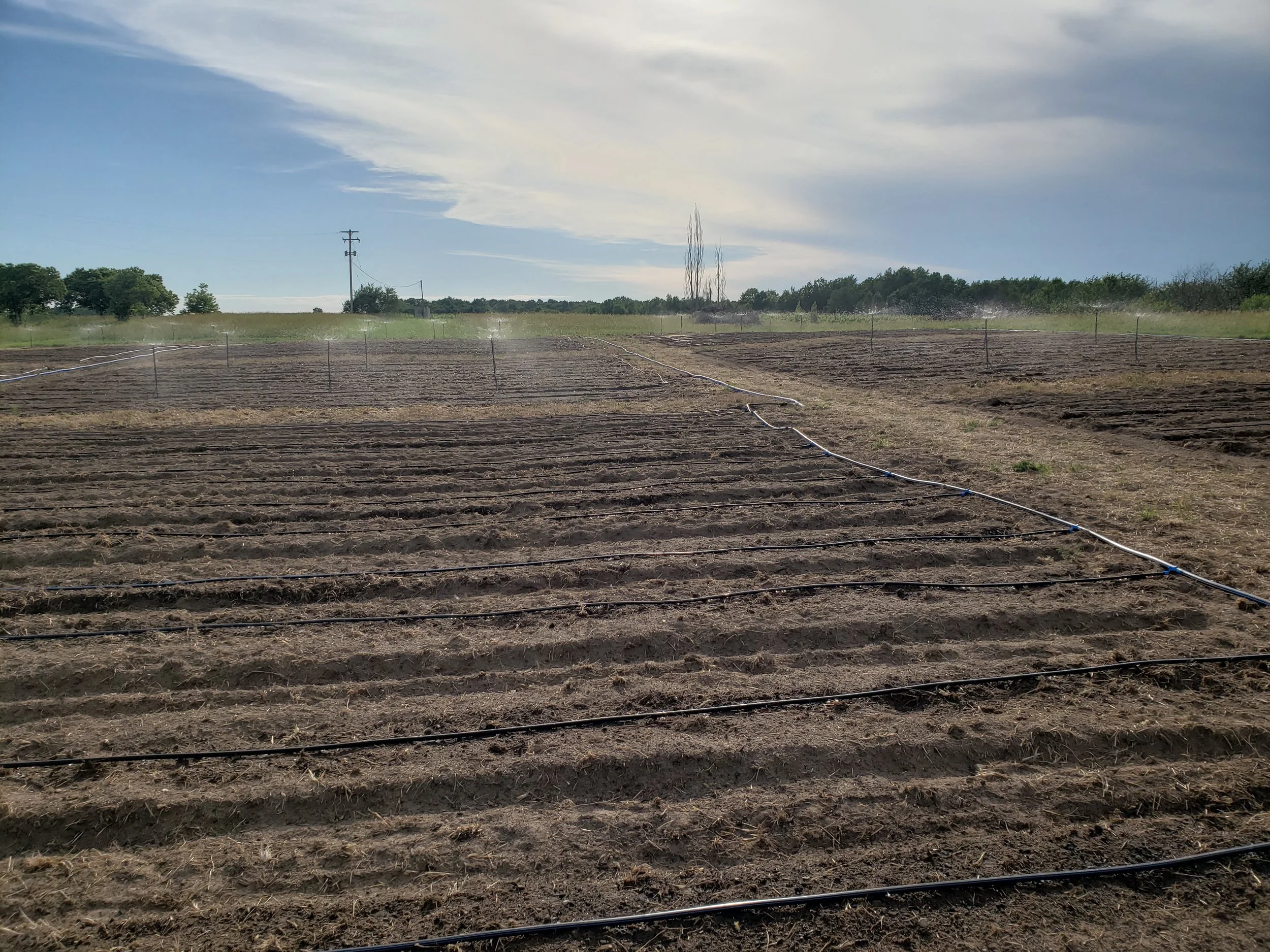 Field with irrigation system, bare soil, and sprinkler hoses, under a partly cloudy sky with trees in the distance.