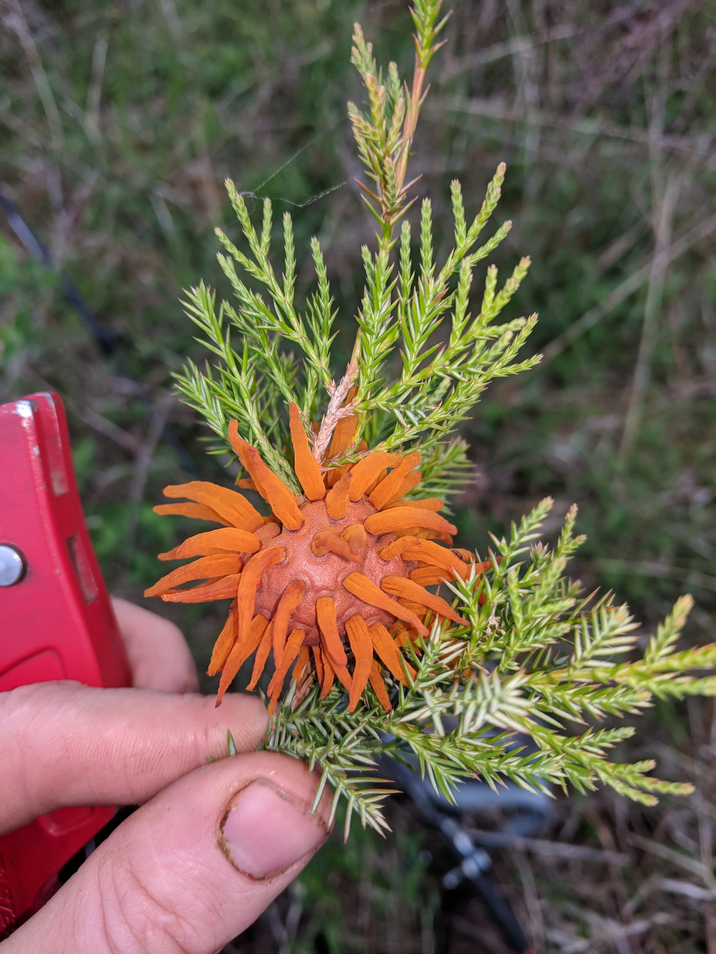 Close-up of a person's hand holding a green branch with a rust-colored, spiky fungus on it, likely cedar-apple rust gall. The background is blurred greenery.