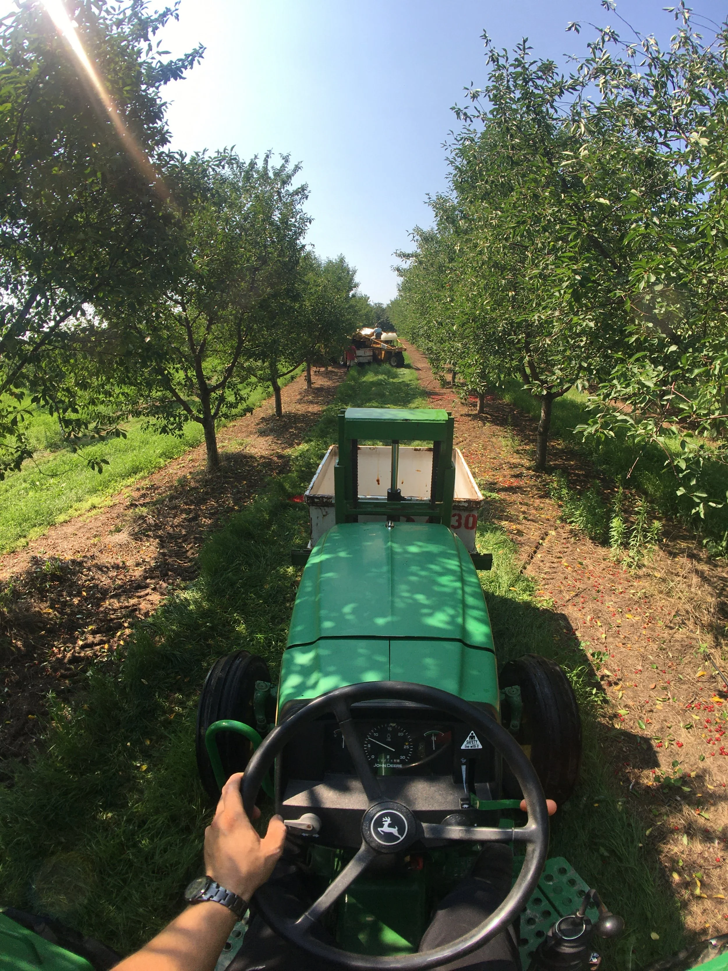 Person driving a green tractor in an orchard