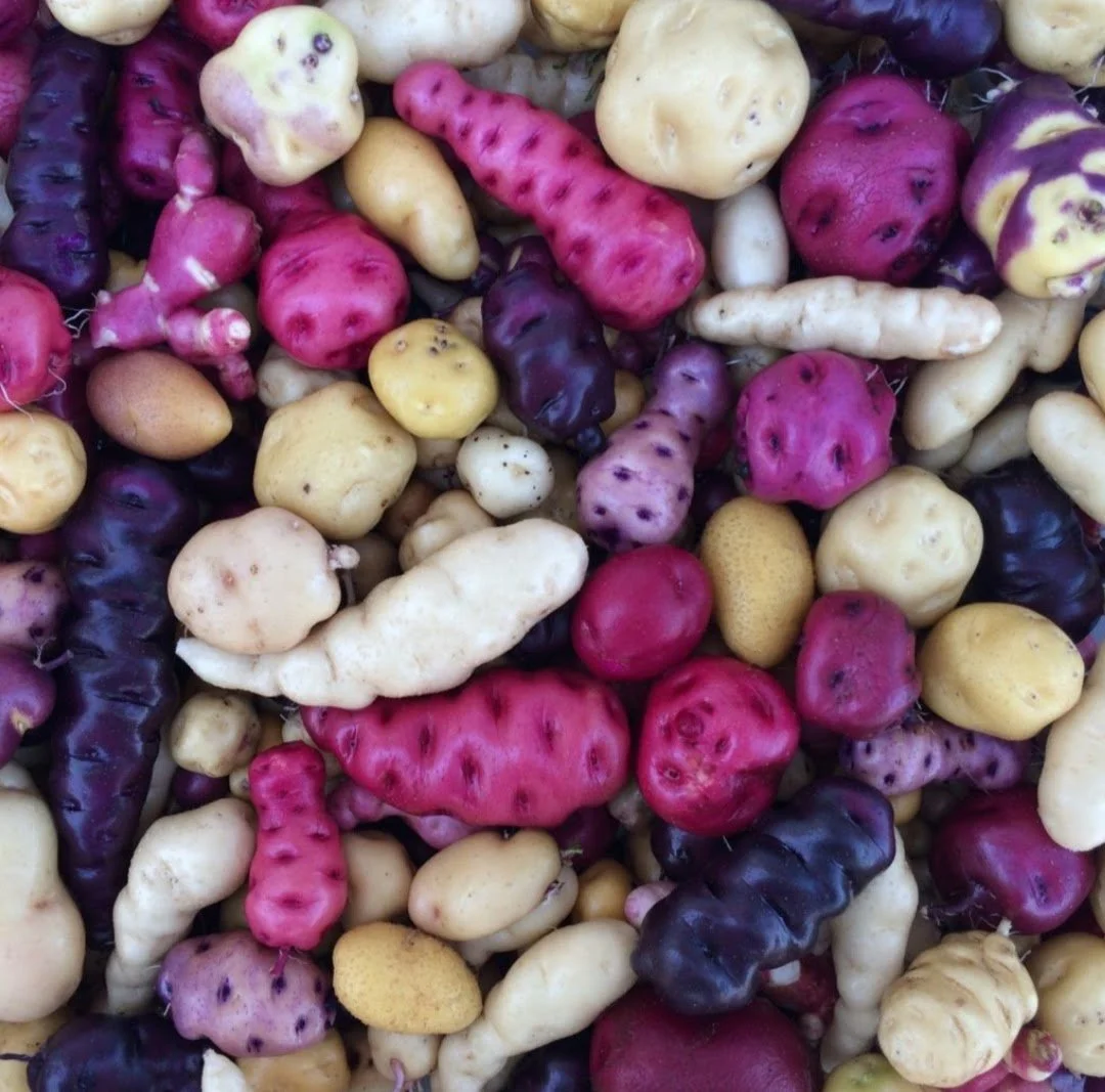 Variety of colorful potatoes including purple, red, yellow, and white, displayed together.