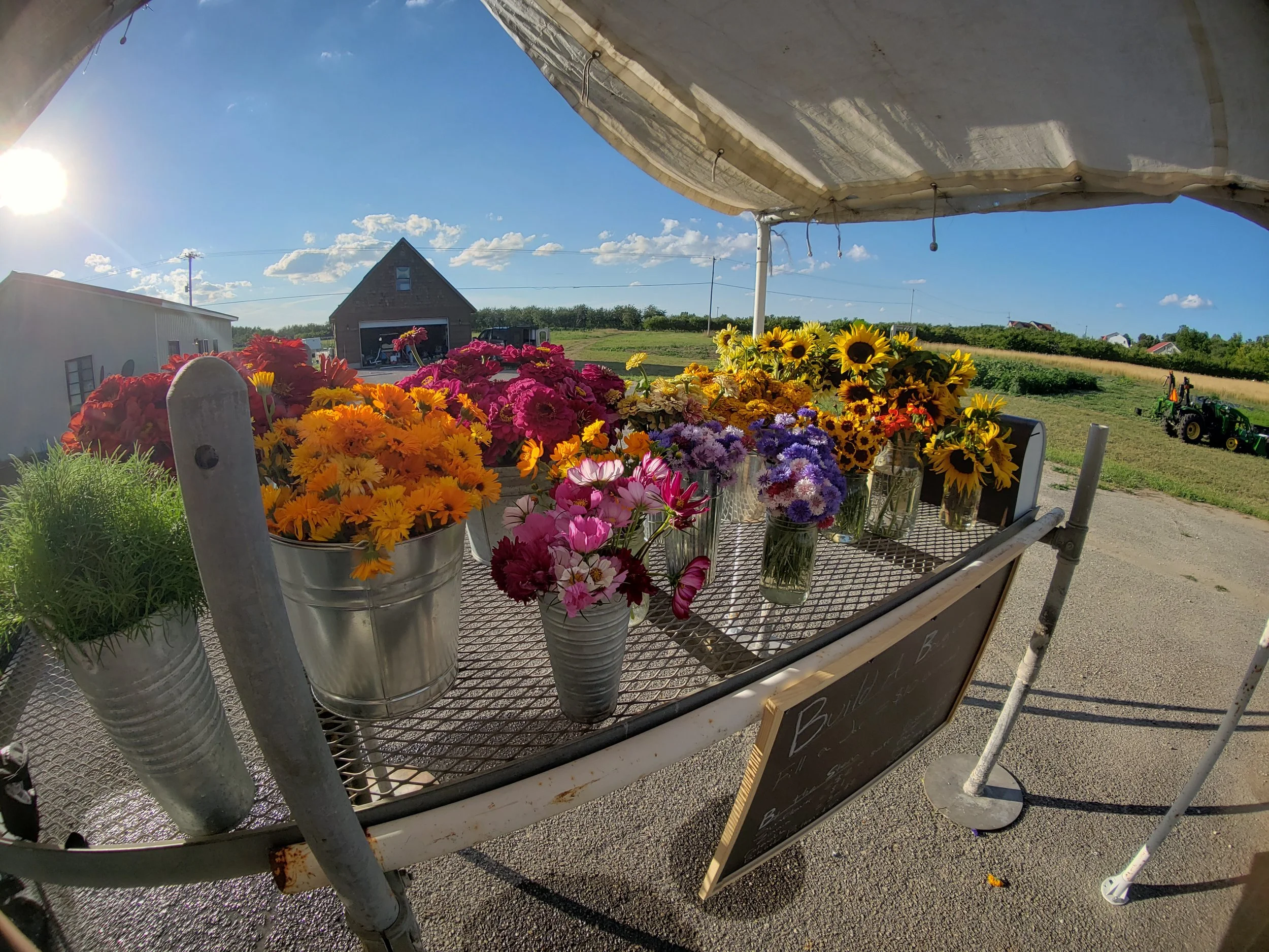 Buckets and vases of colorful flowers, including sunflowers, displayed on an outdoor table under a canopy with clear skies and a farmhouse in the background.