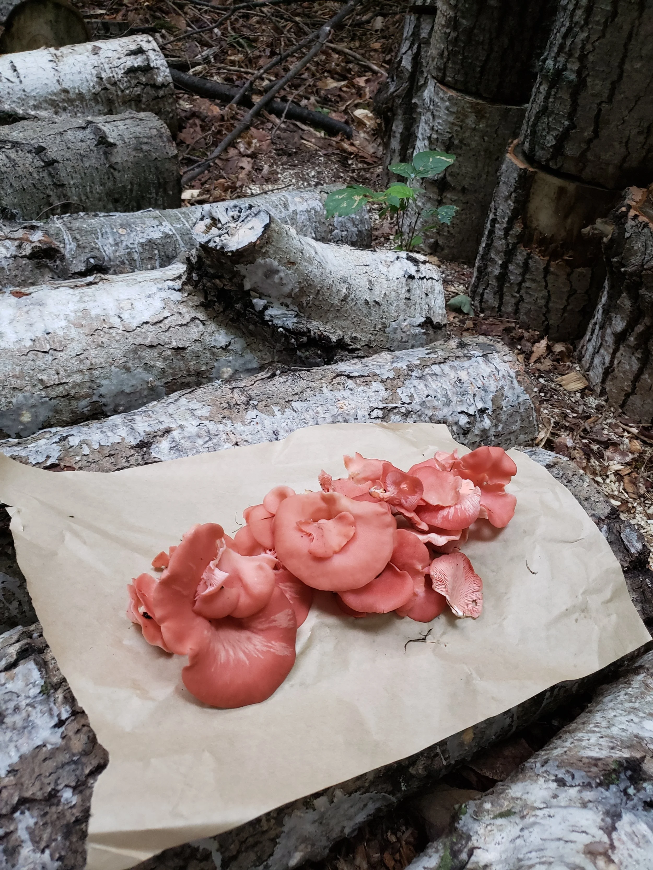 Pink mushrooms on paper, placed on cut logs in a wooded area.