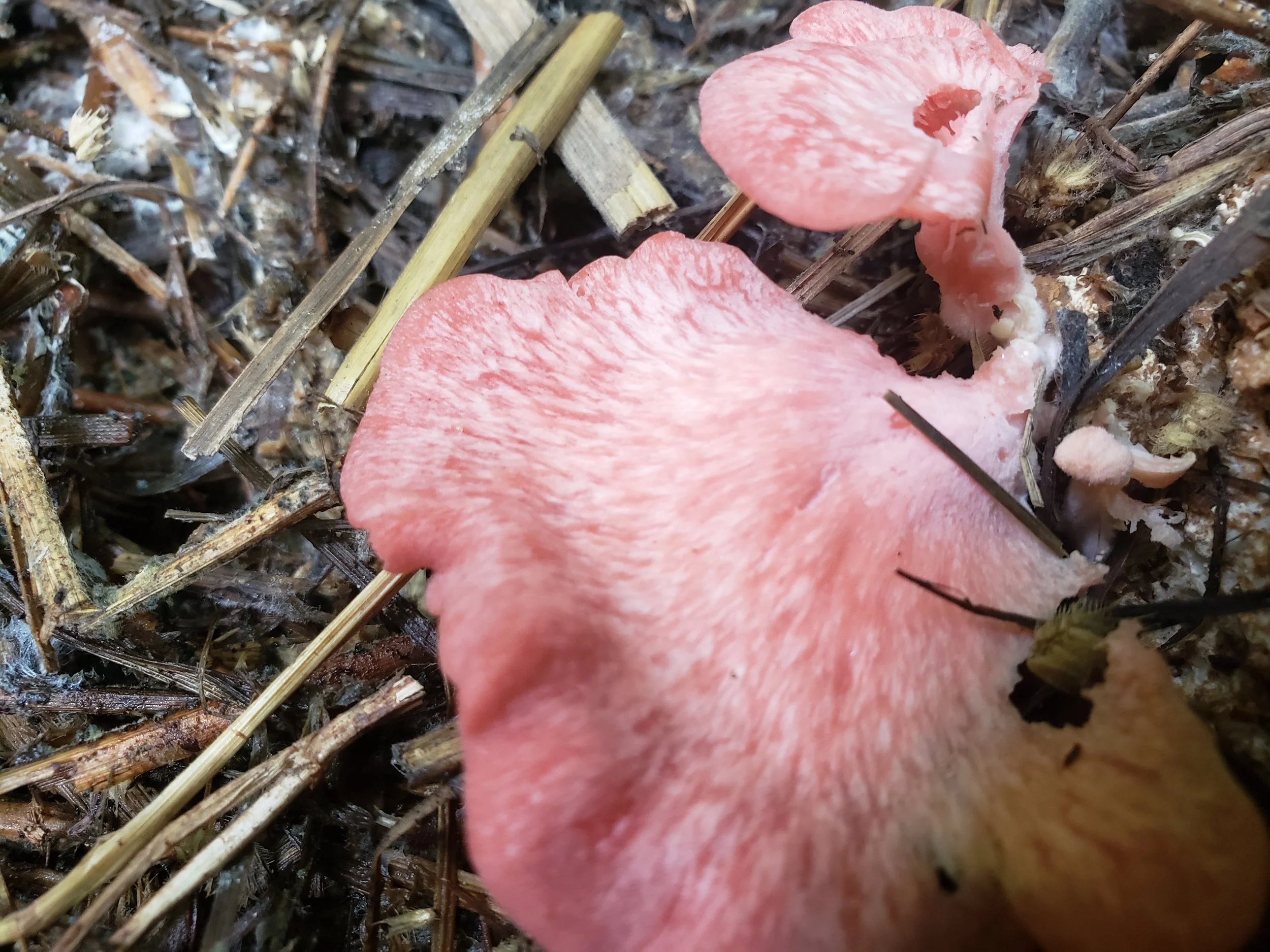 Pink mushroom growing among dry sticks and leaves in a forest.