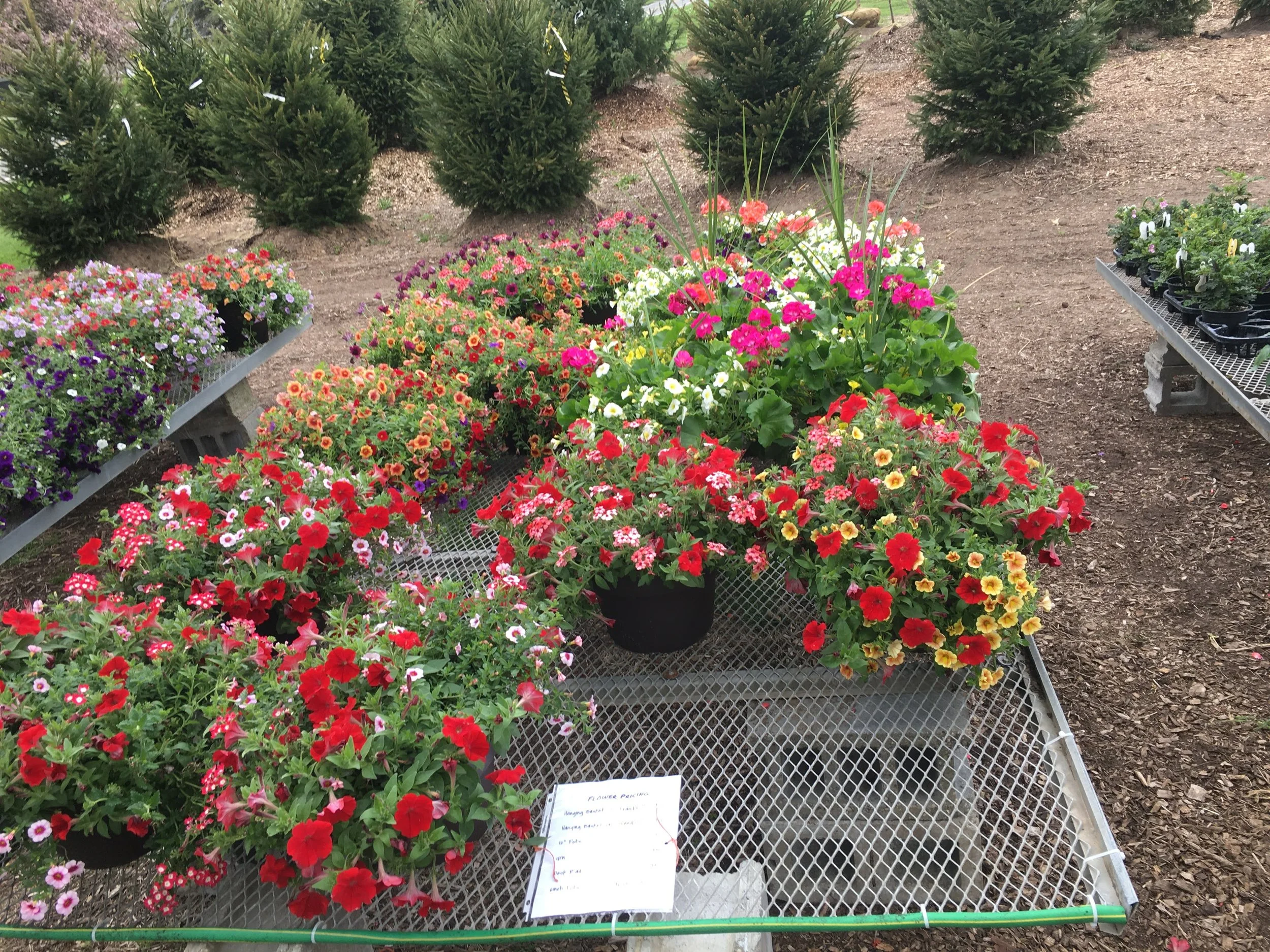Assorted colorful flowers in pots displayed on a metal table at a garden nursery, with evergreen trees in the background.