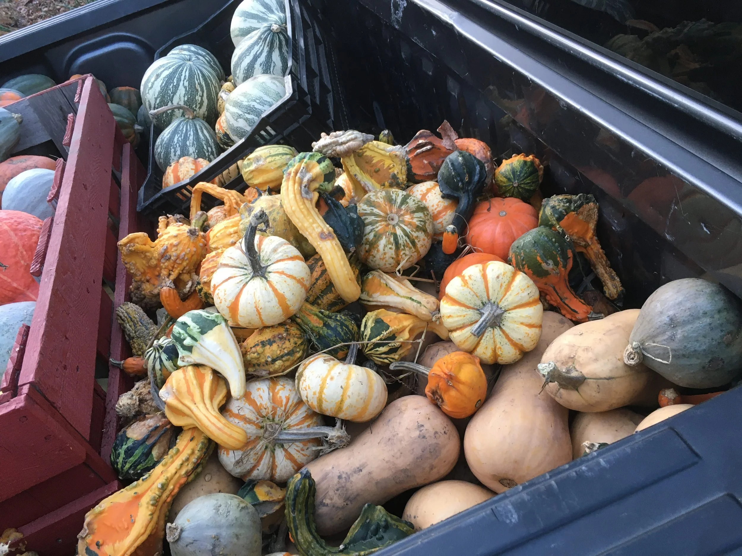 Variety of gourds and pumpkins in a truck bed, including multicolored and differently shaped squash.