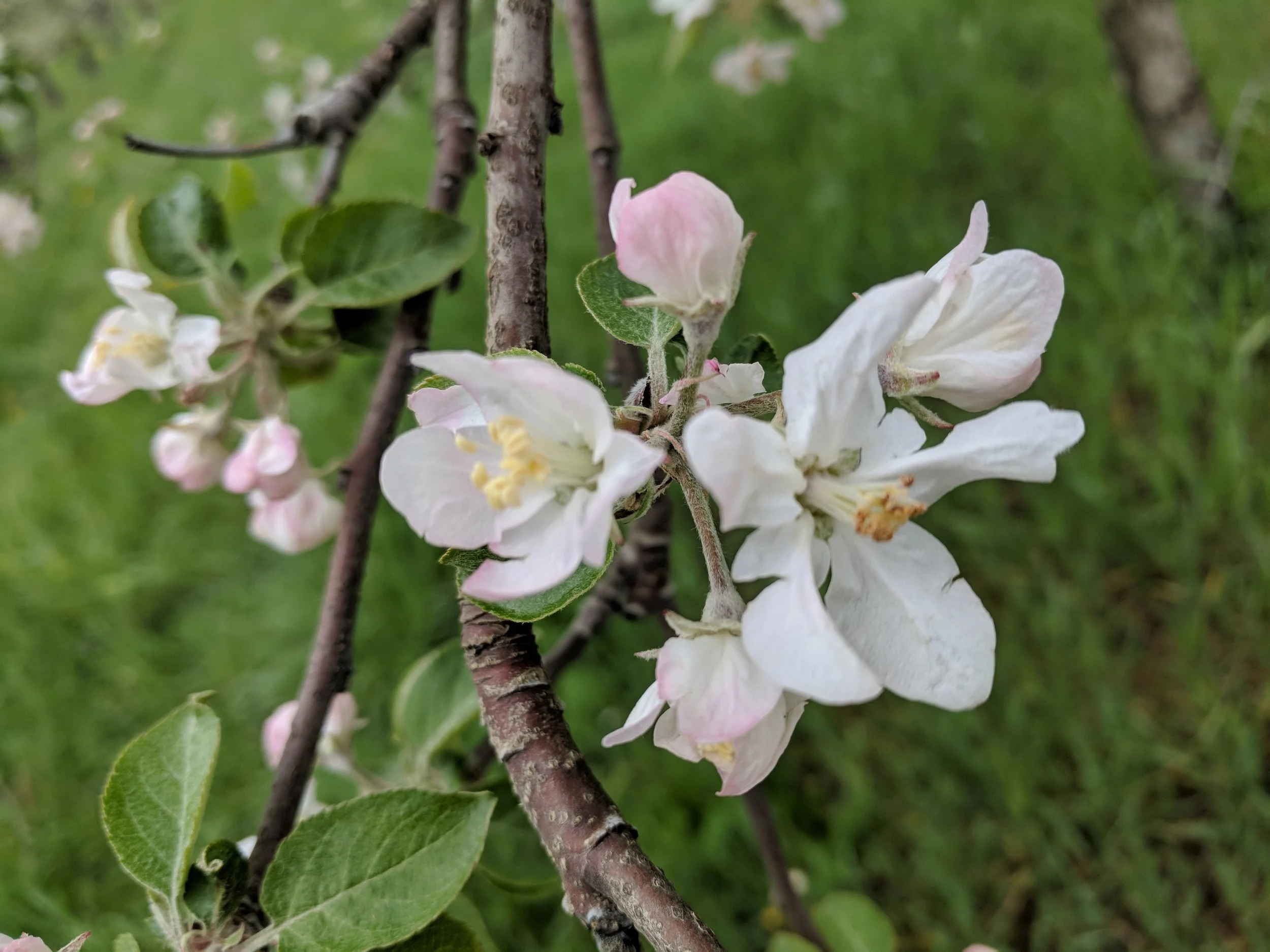 Close-up of pink and white apple blossoms on a tree branch, with green leaves and blurred grassy background.