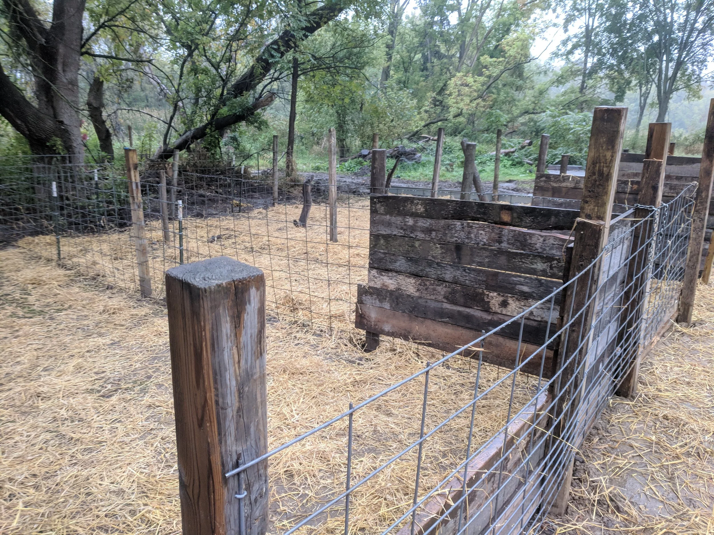 Rural outdoor pig pen with wire fencing and wooden posts, surrounded by straw-covered ground and trees.