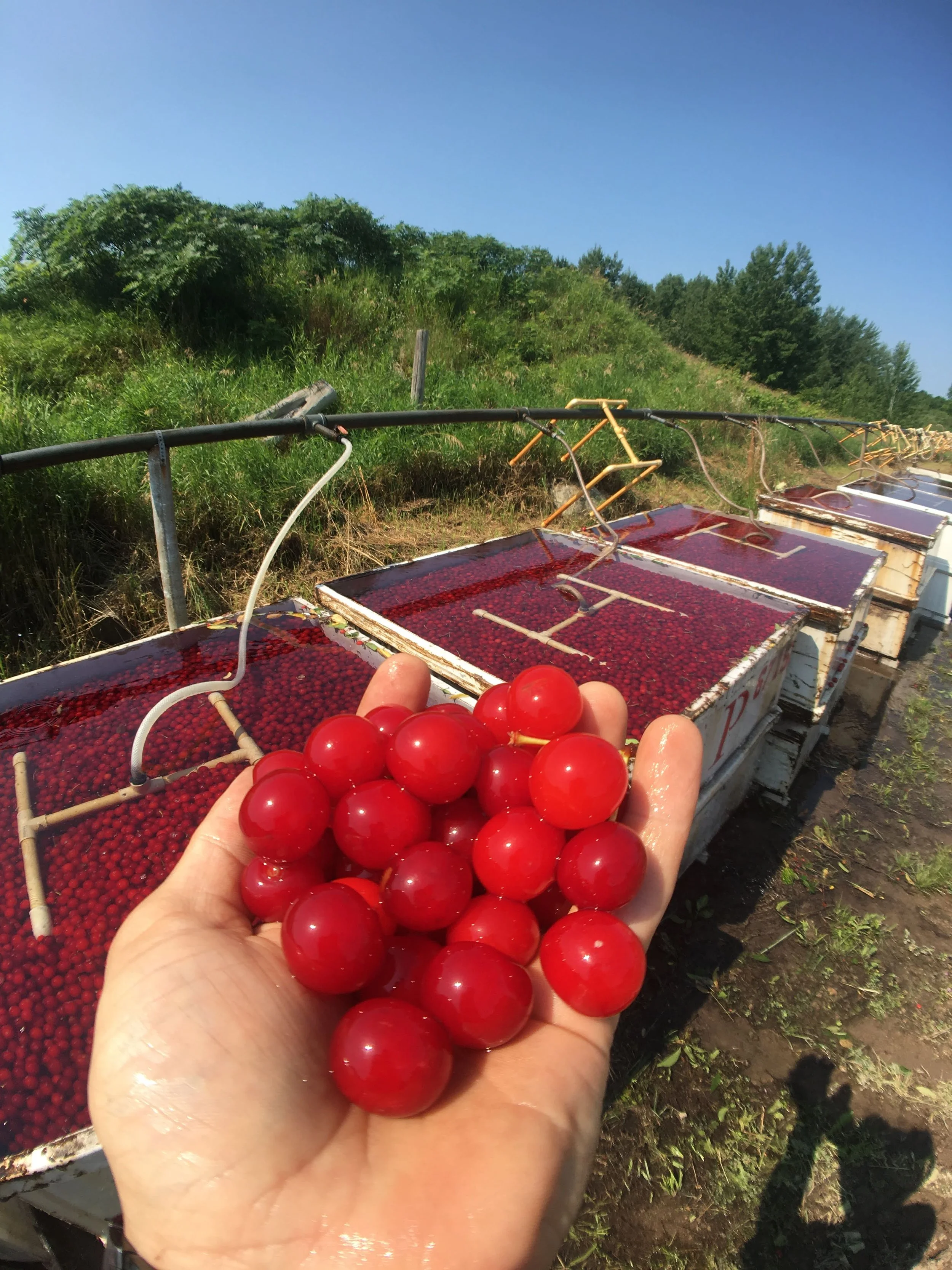 Hand holding red cherries with drying racks in the background outdoors under clear blue sky.