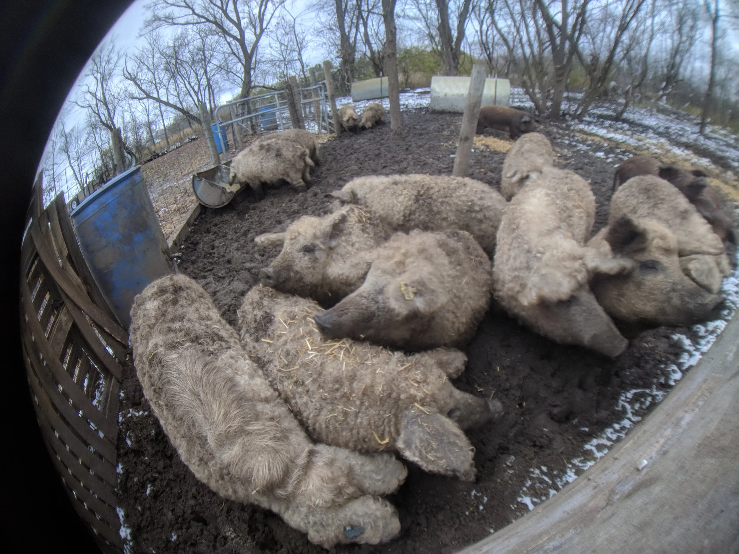 Group of fuzzy pigs lying in a muddy enclosure outdoors with trees in the background on a winter day.