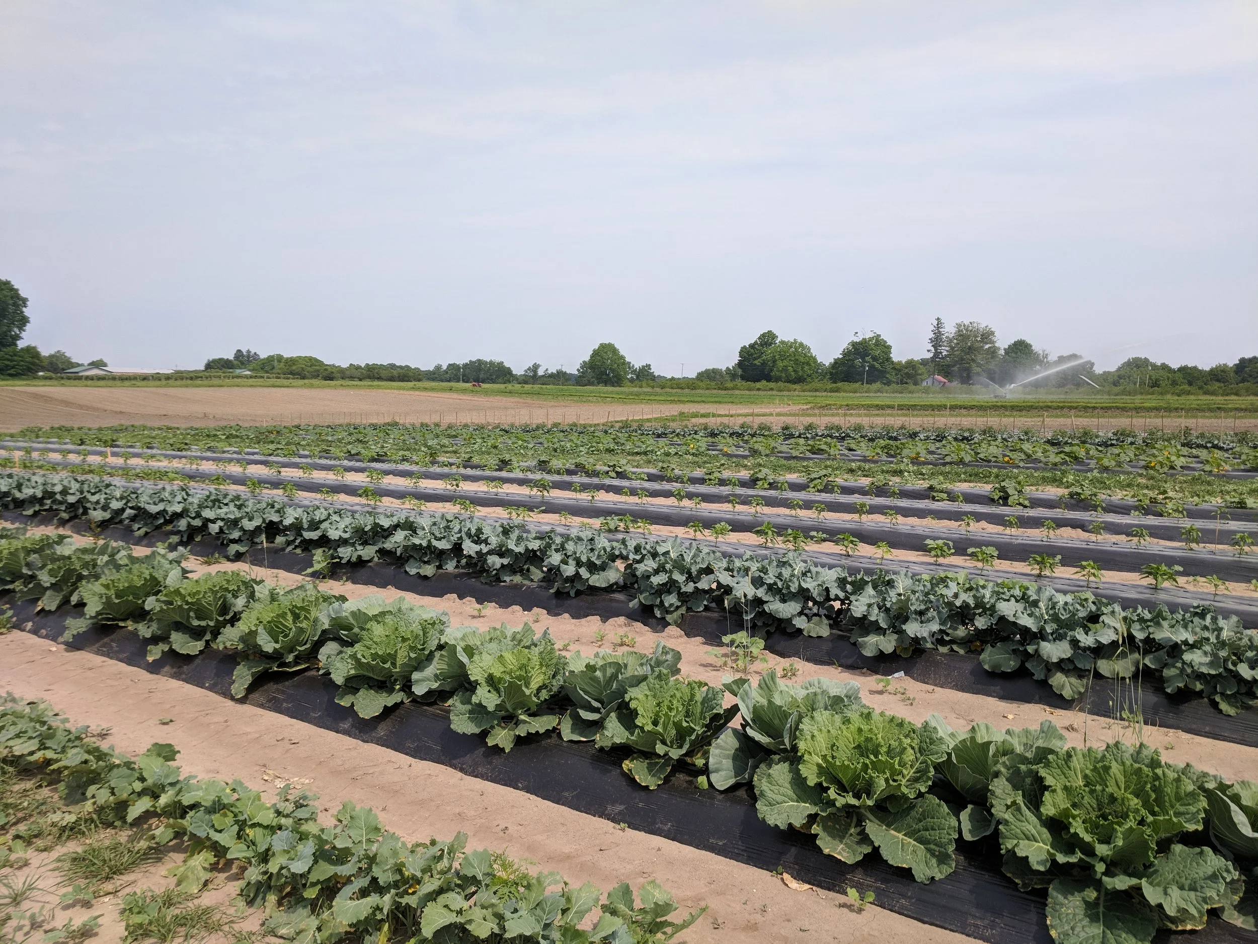 Rows of leafy green crops in a farm field with irrigation system.