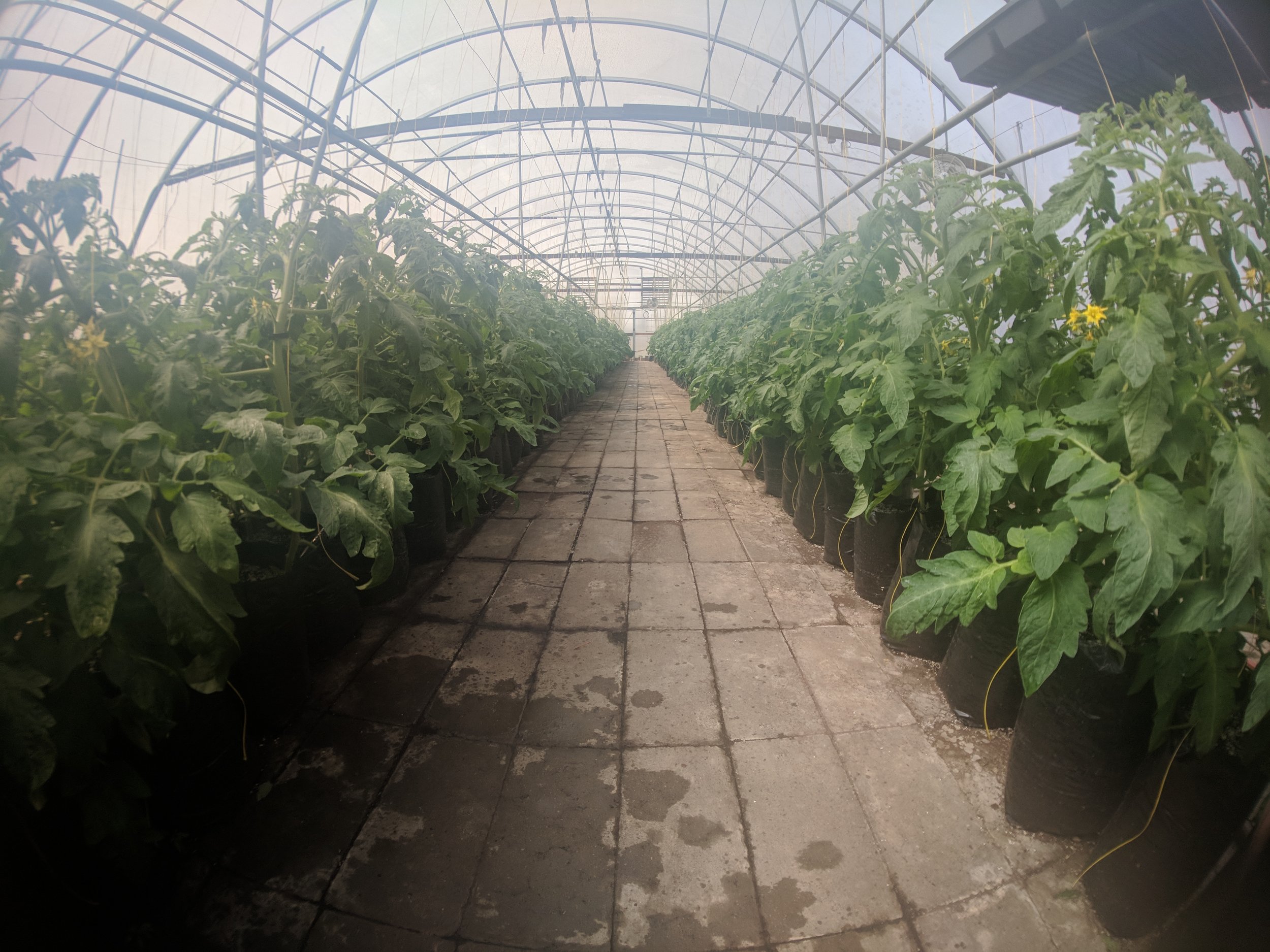 Greenhouse interior with rows of tomato plants in pots on a paved path.