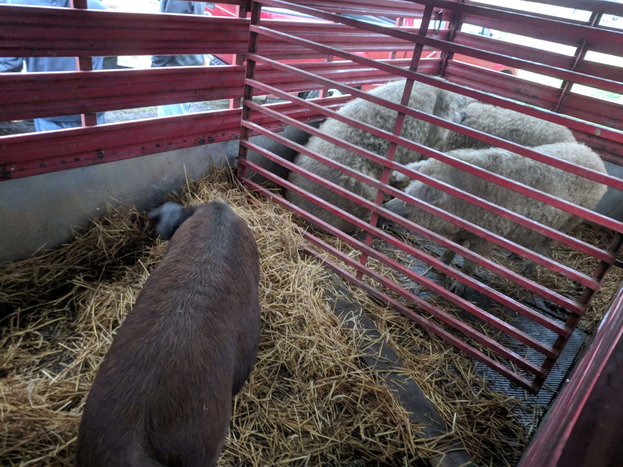 Pig and sheep in a red metal pen with straw bedding.