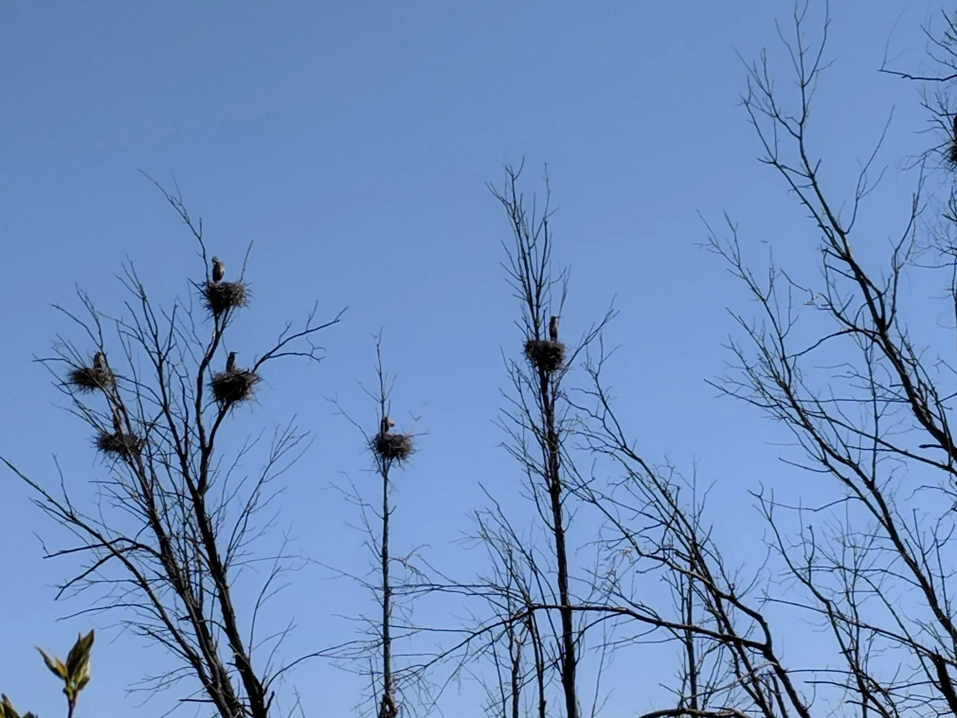 Bare trees with bird nests on top against a clear blue sky; birds visible on some nests.