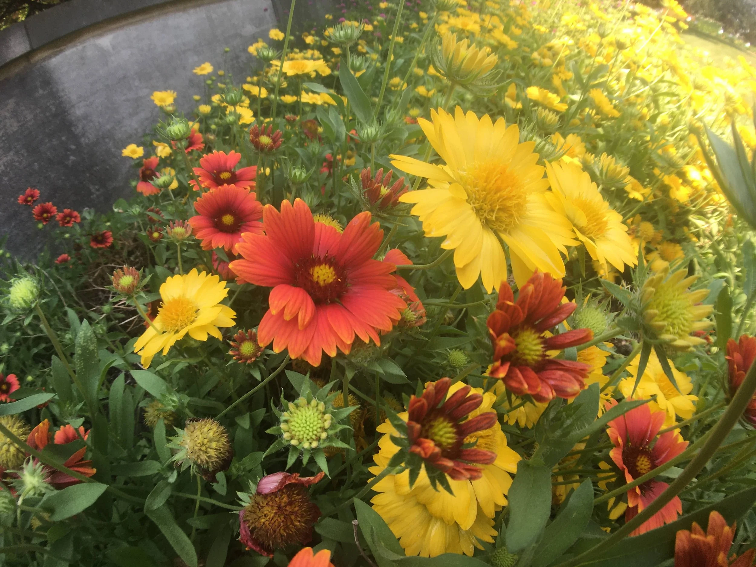 Bright red and yellow flowers in a garden setting