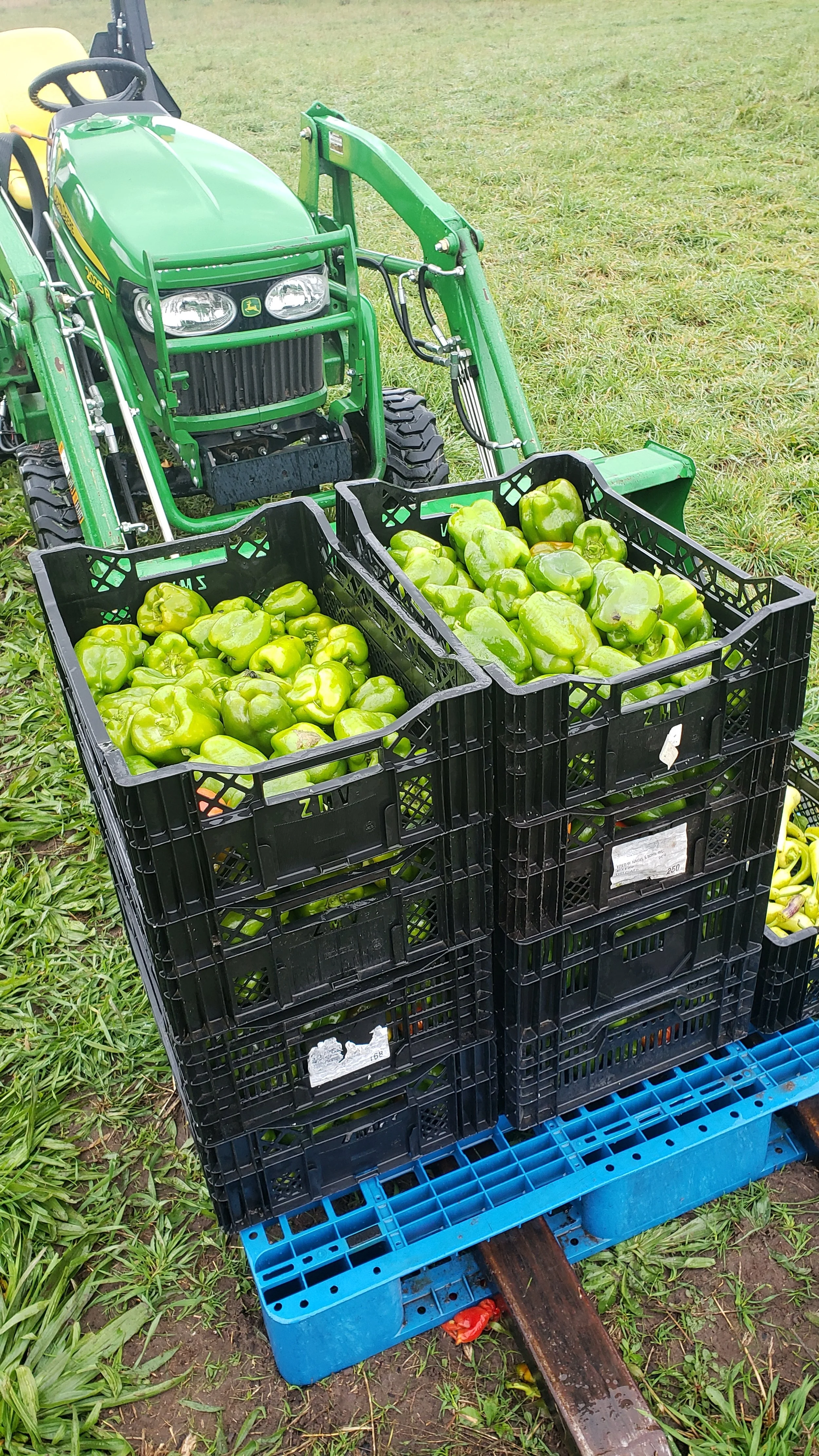 Green tractor with black crates of green bell peppers on a farm field.