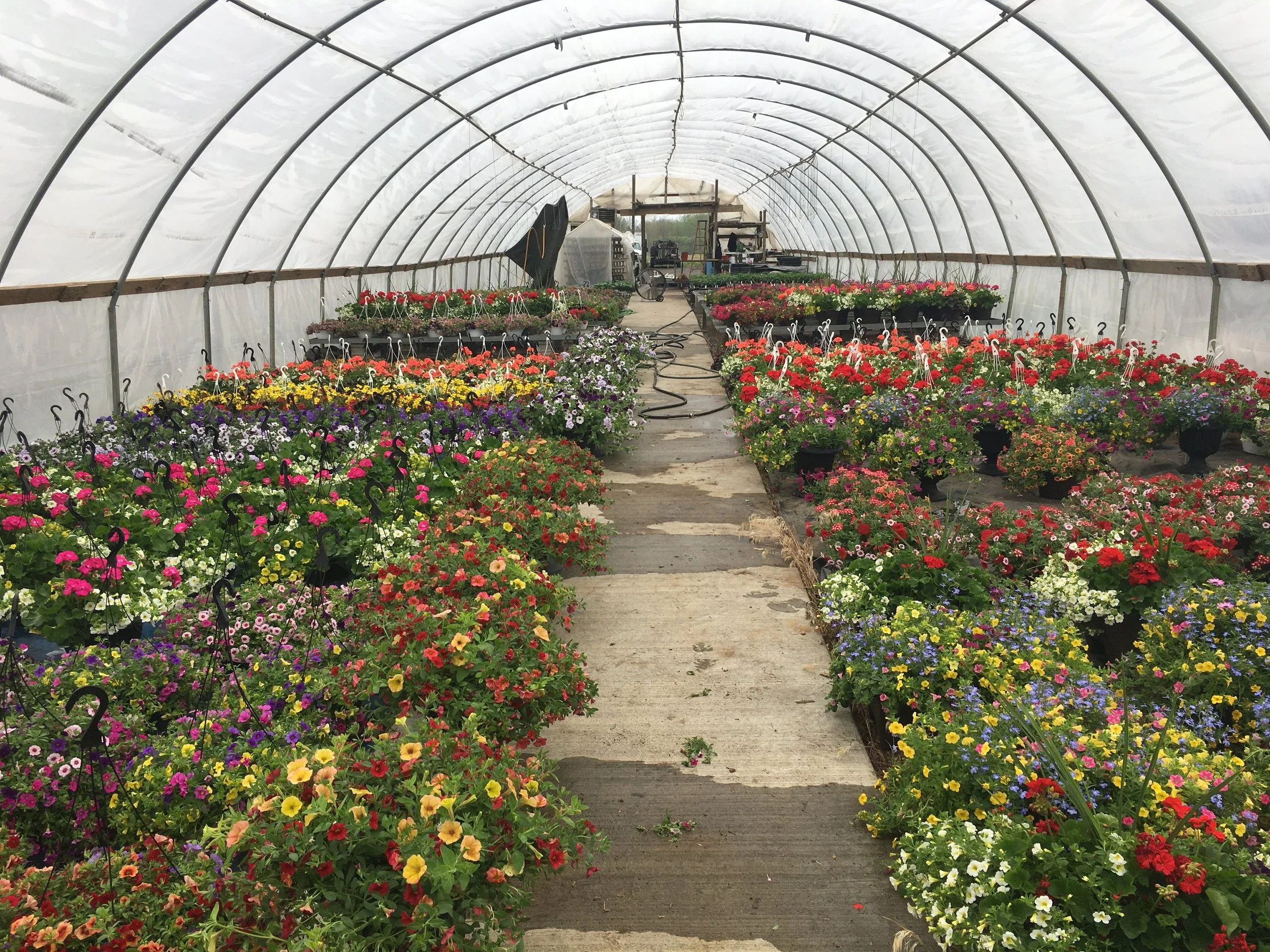 Greenhouse with colorful flowers and plants in pots