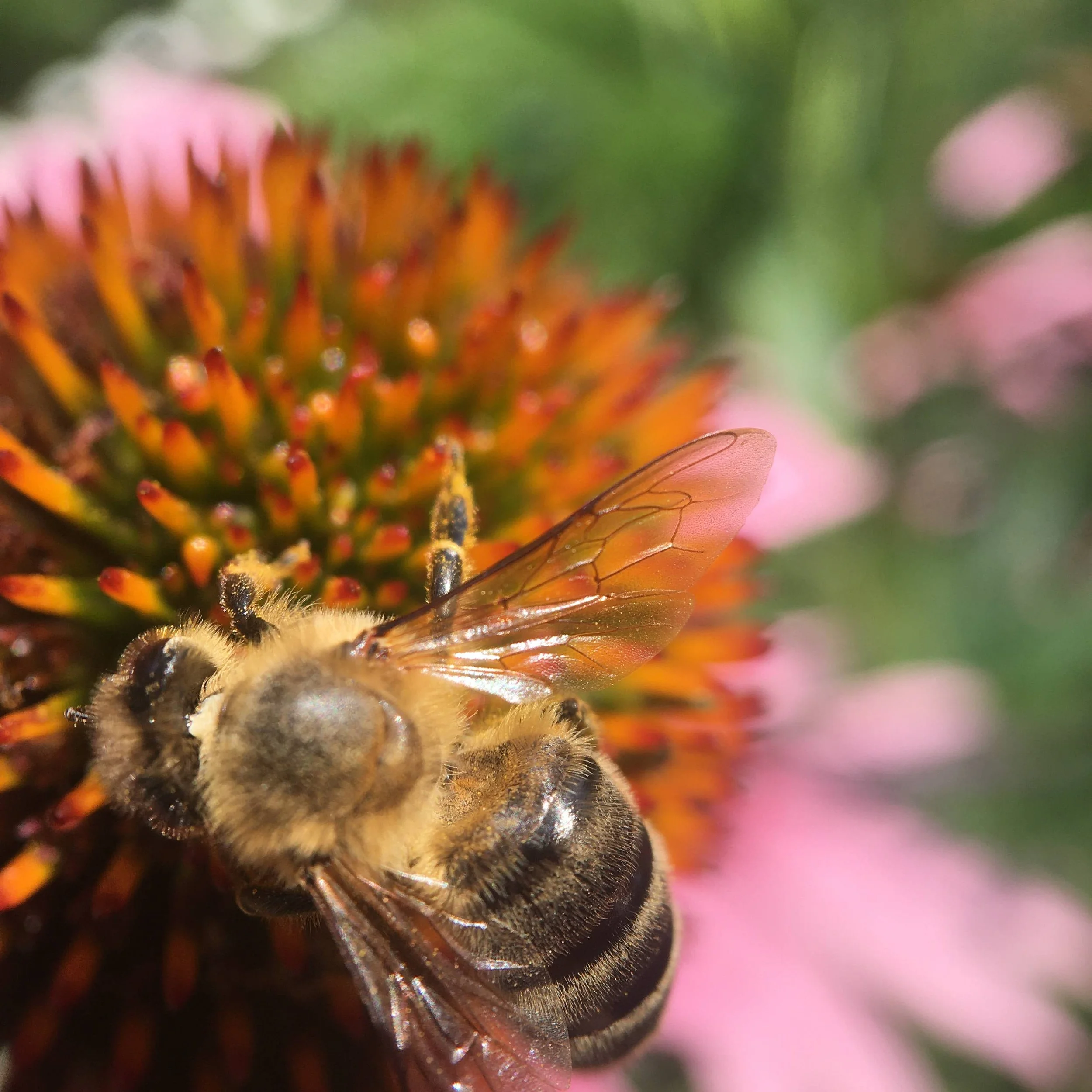 Close-up of a bee on an orange coneflower