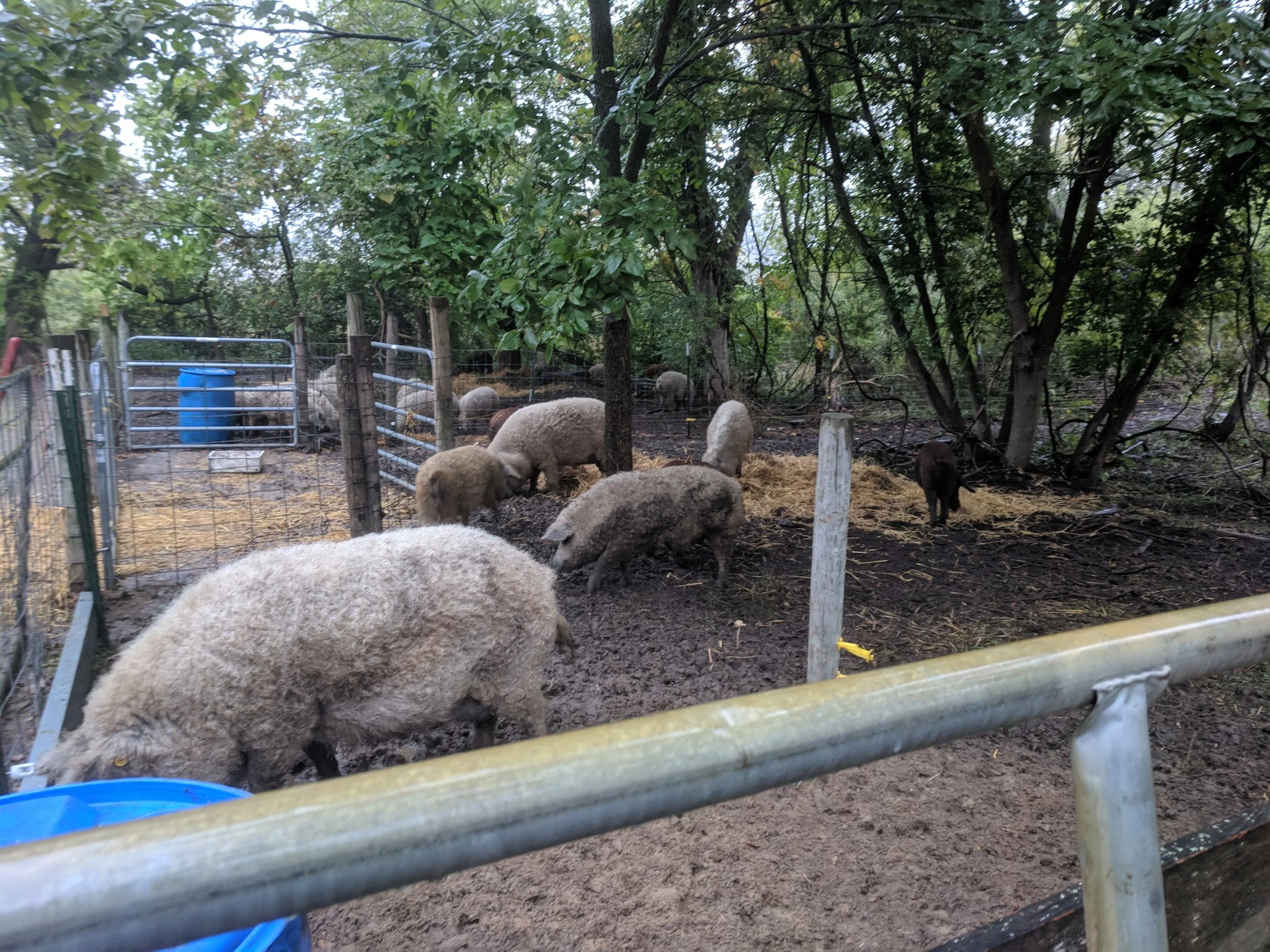 Pigs in a muddy pen surrounded by trees
