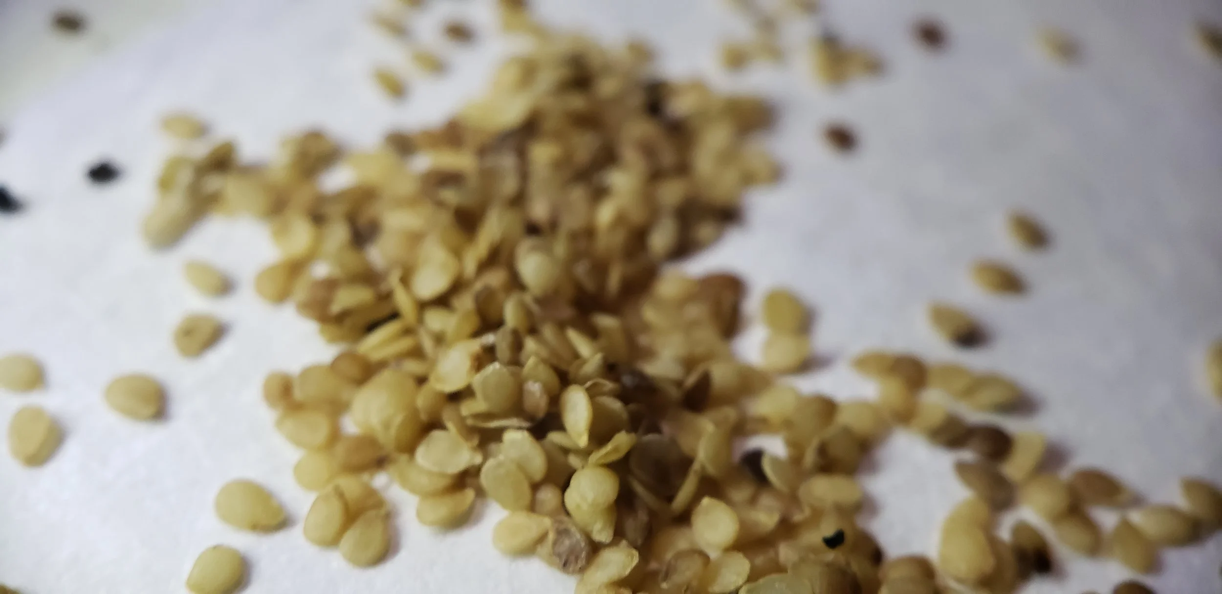 Close-up of scattered seeds on a surface