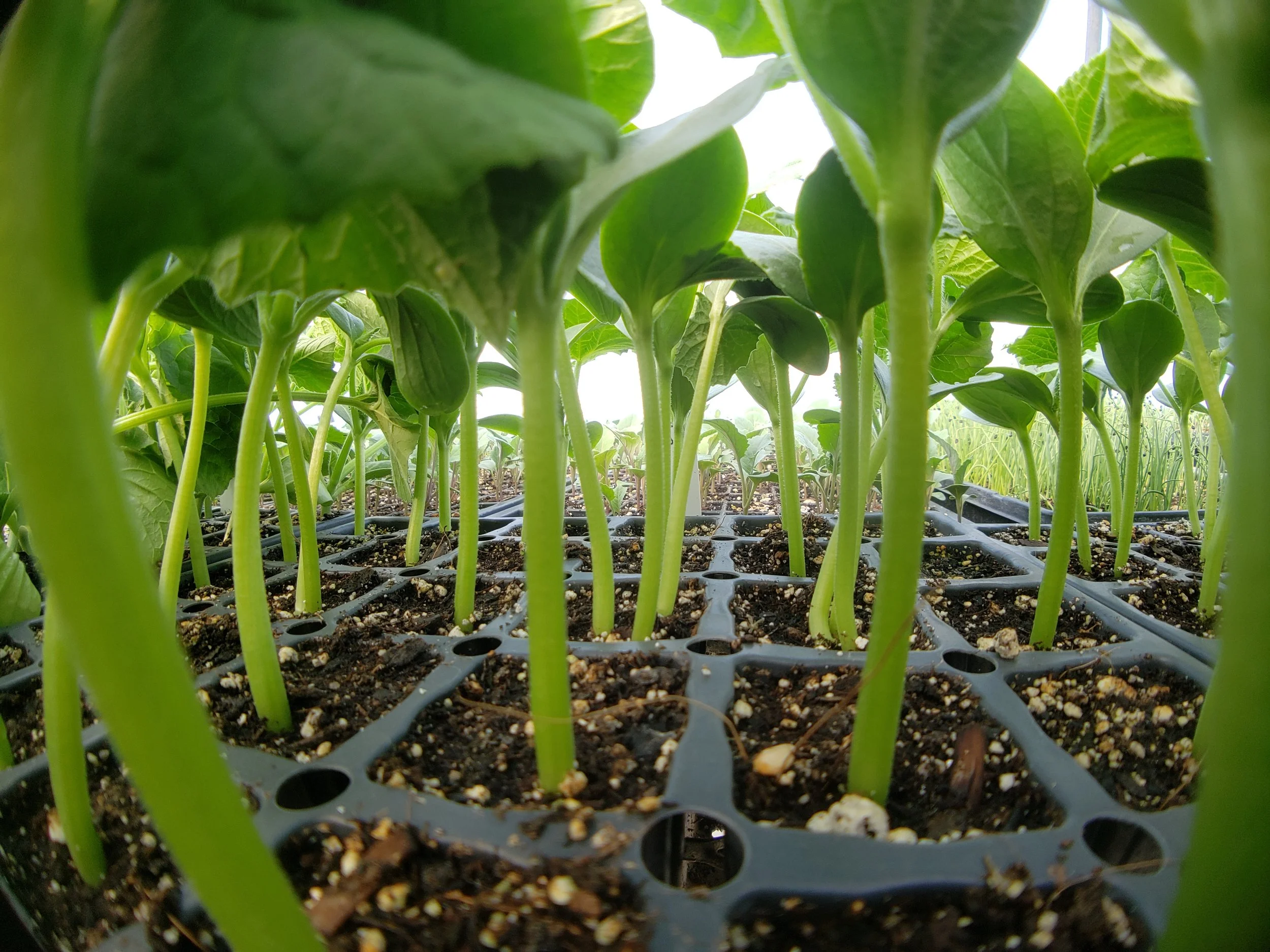 Young green seedlings growing in a plastic tray with soil, viewed from the base looking up at the stems and leaves.