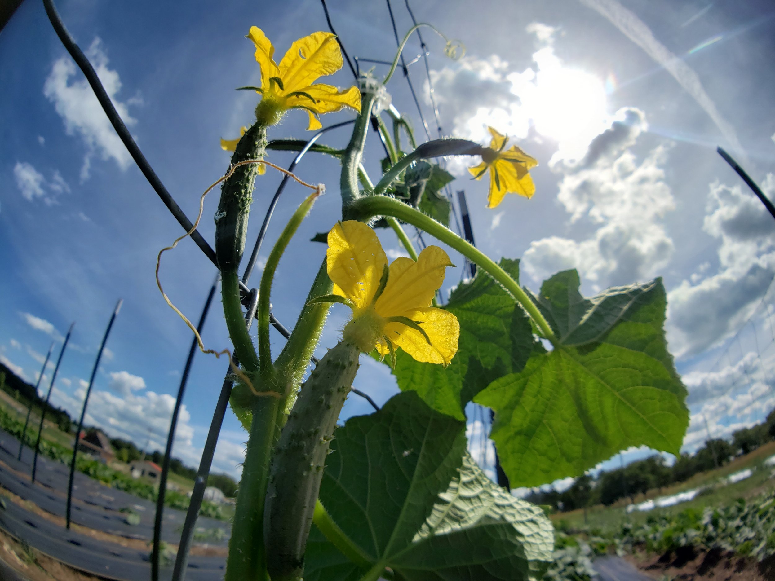Cucumber plant with yellow flowers and baby cucumbers on a trellis against a sunny blue sky.