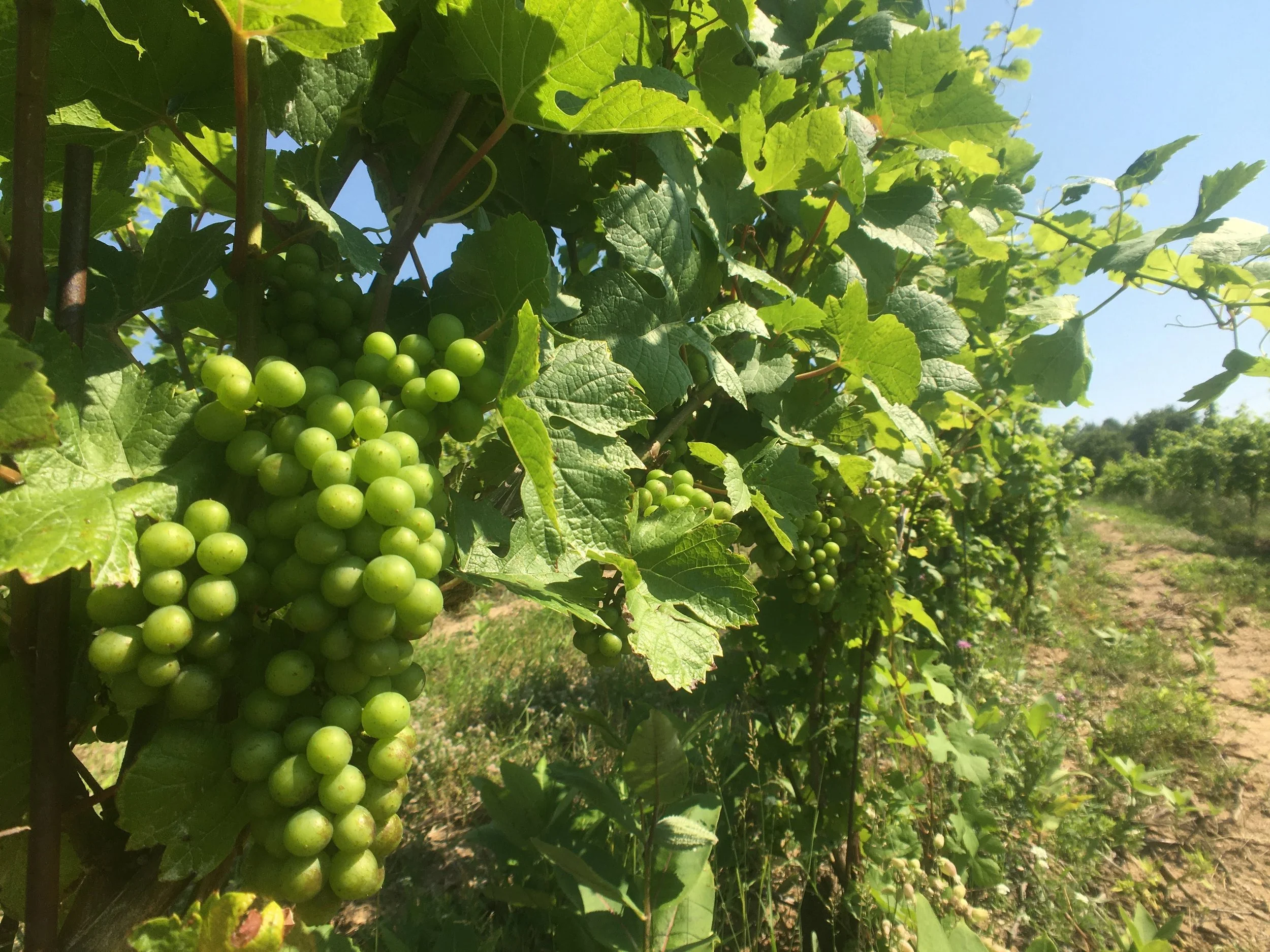 Green grapes growing on a vineyard vine with lush green leaves against a blue sky.