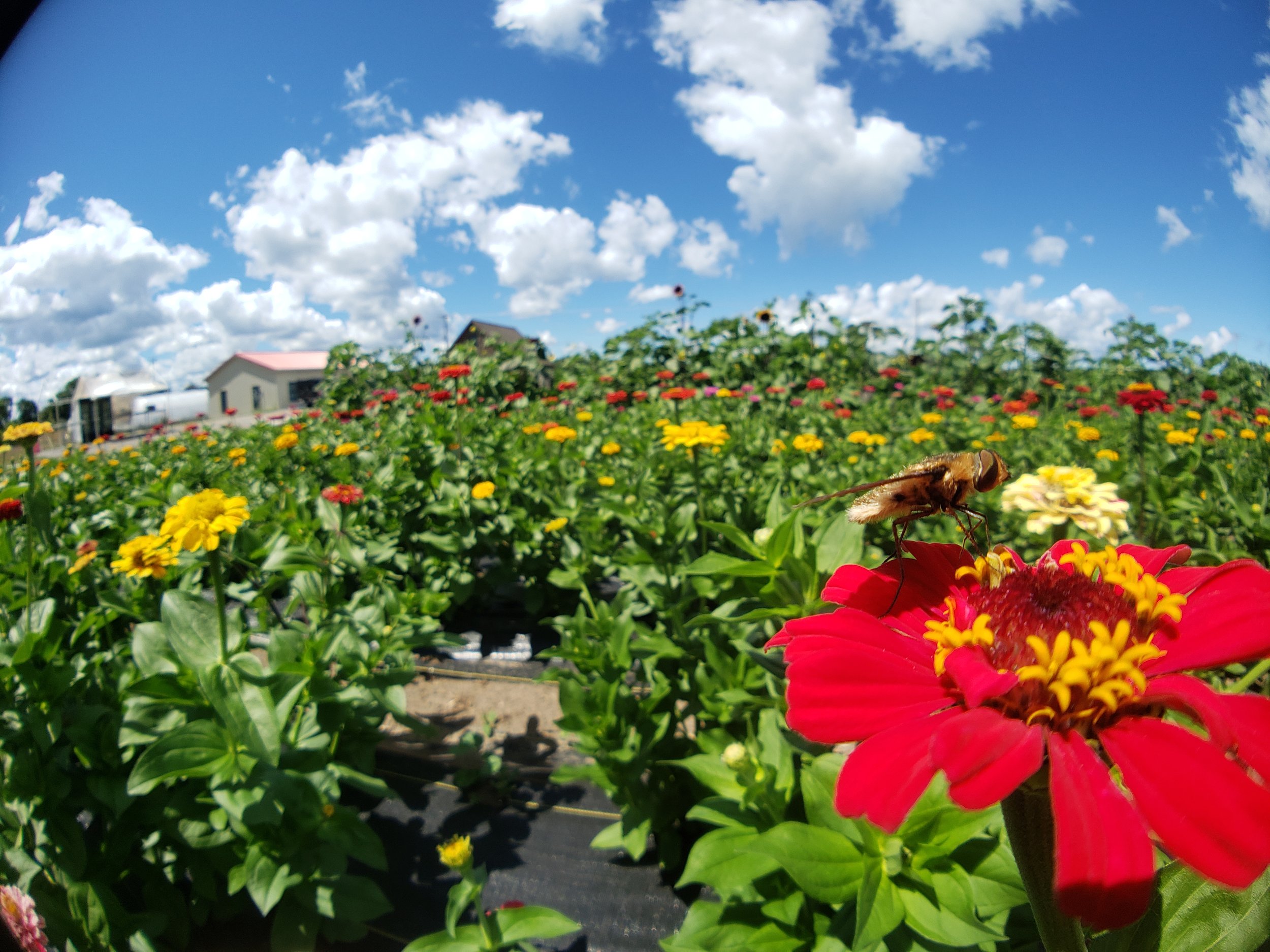 A bee on a red flower in a field of colorful zinnias under a blue sky with clouds.