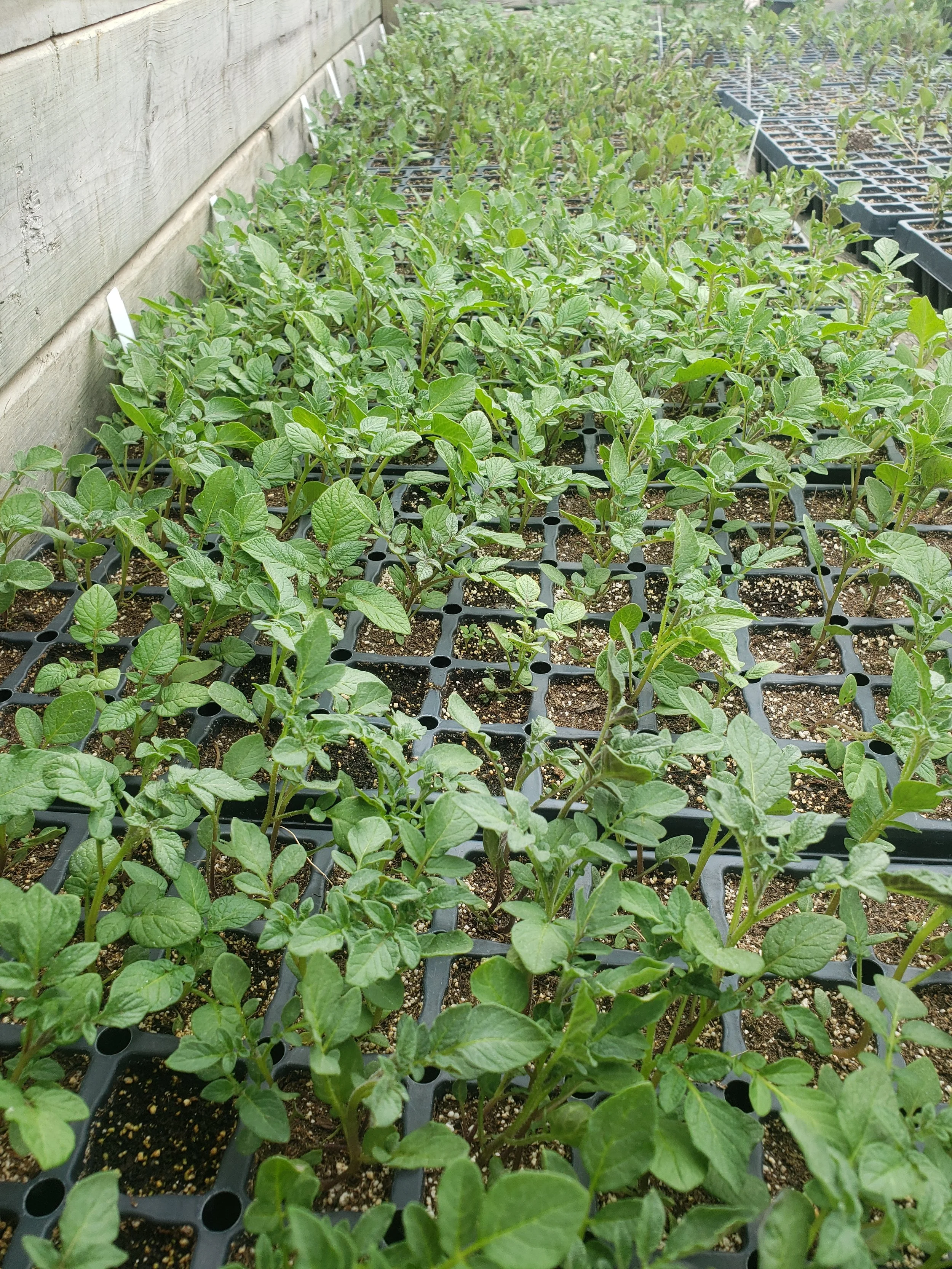 Young tomato plants growing in seed trays inside a greenhouse.