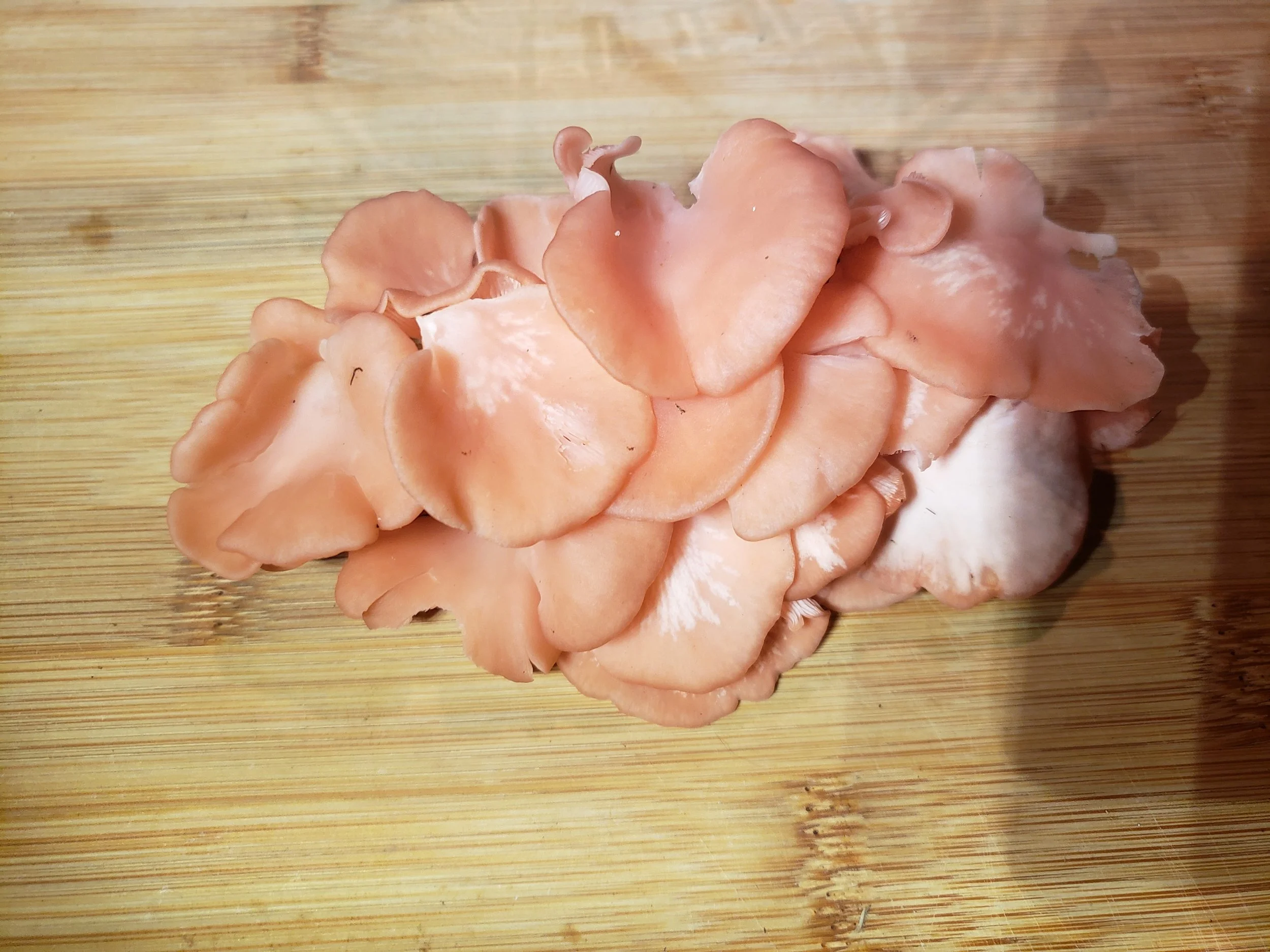 Cluster of pink oyster mushrooms on a wooden surface.