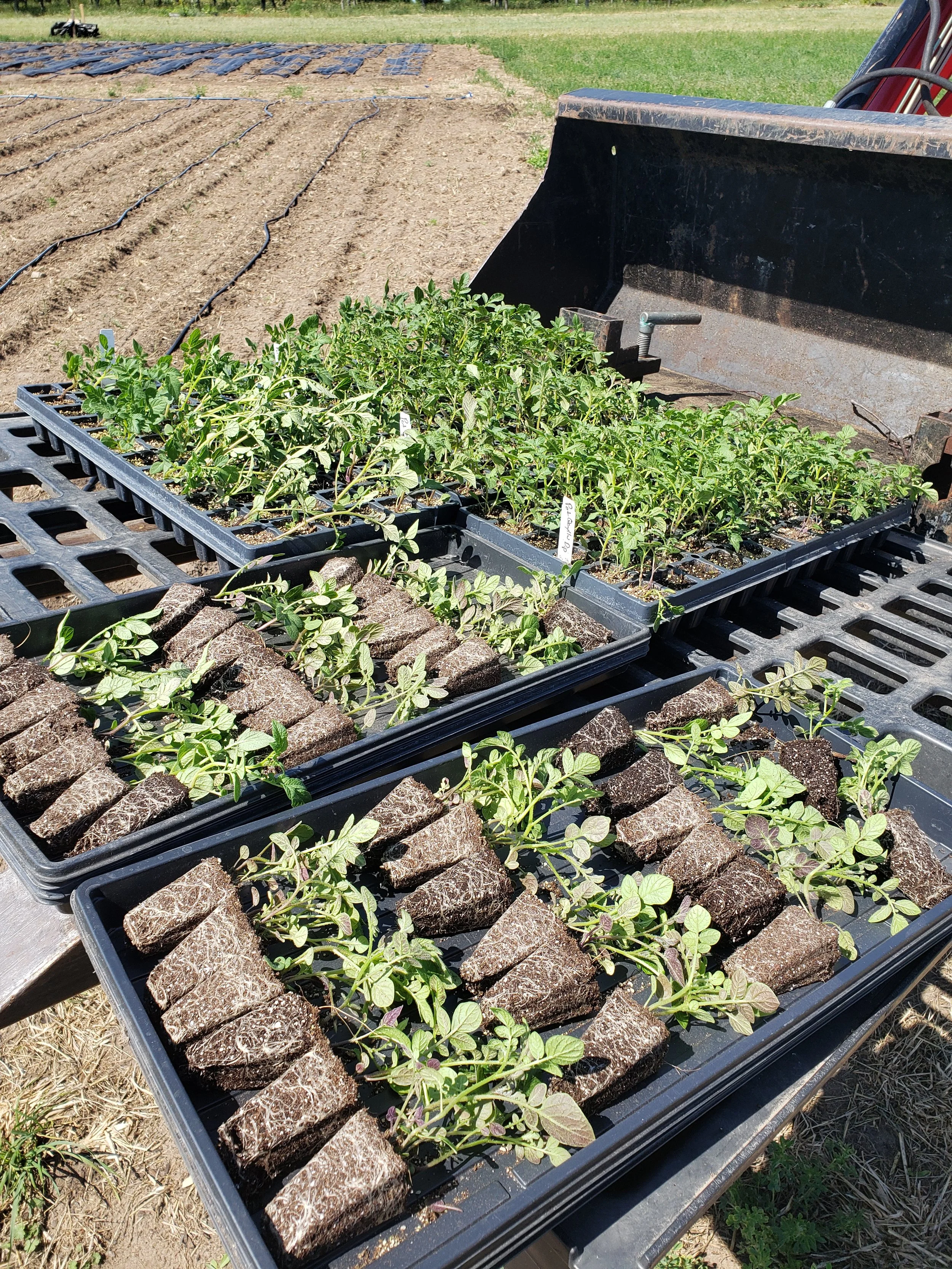 Seedlings in trays next to a plowed field.